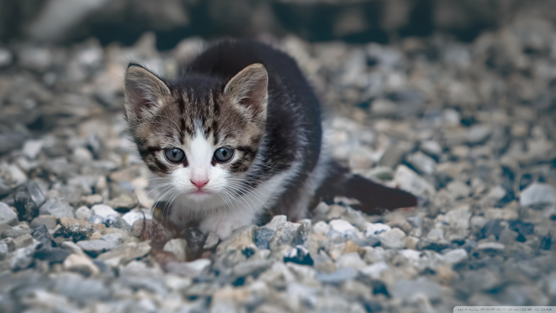 kedi temali wallpaper 6