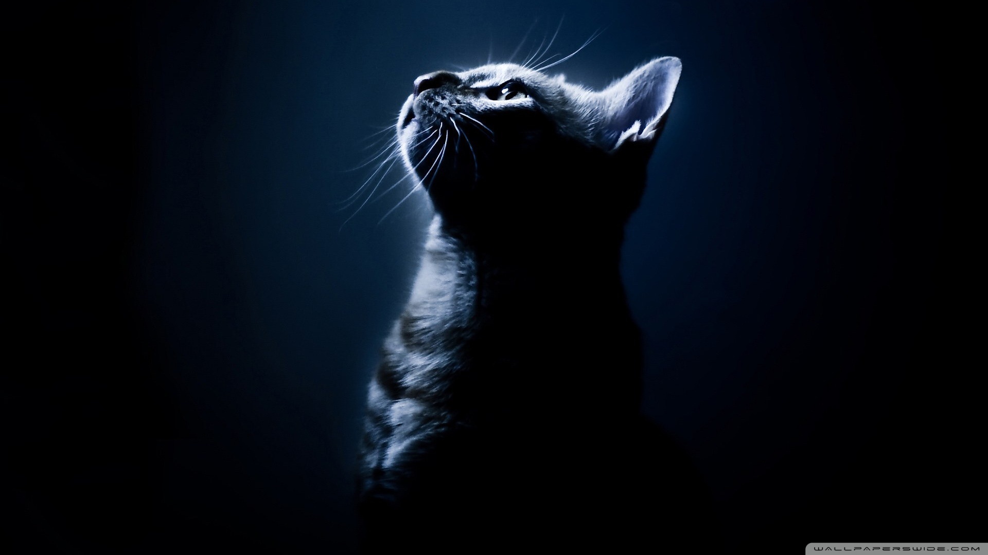 kedi temali wallpaper 7