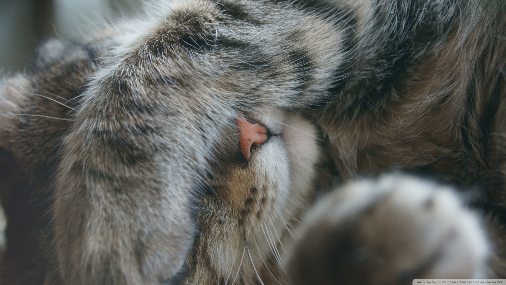 kedi temali wallpaper 9