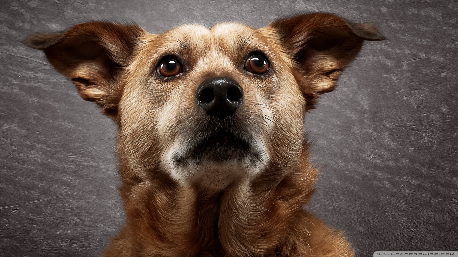 Köpek Temalı 25 Adet Duvar Kağıdı! (1) » Teknobeyin » Sayfa 25