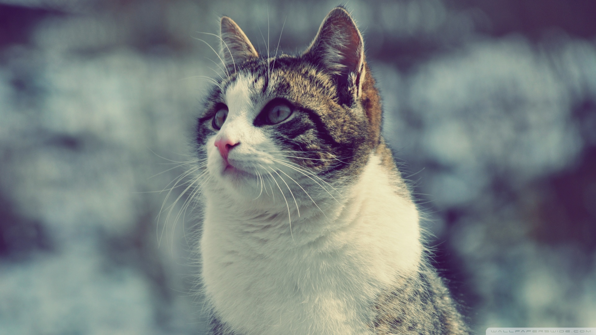 Kedi Temalı 25 Adet Duvar Kağıdı! (7) » Teknobeyin