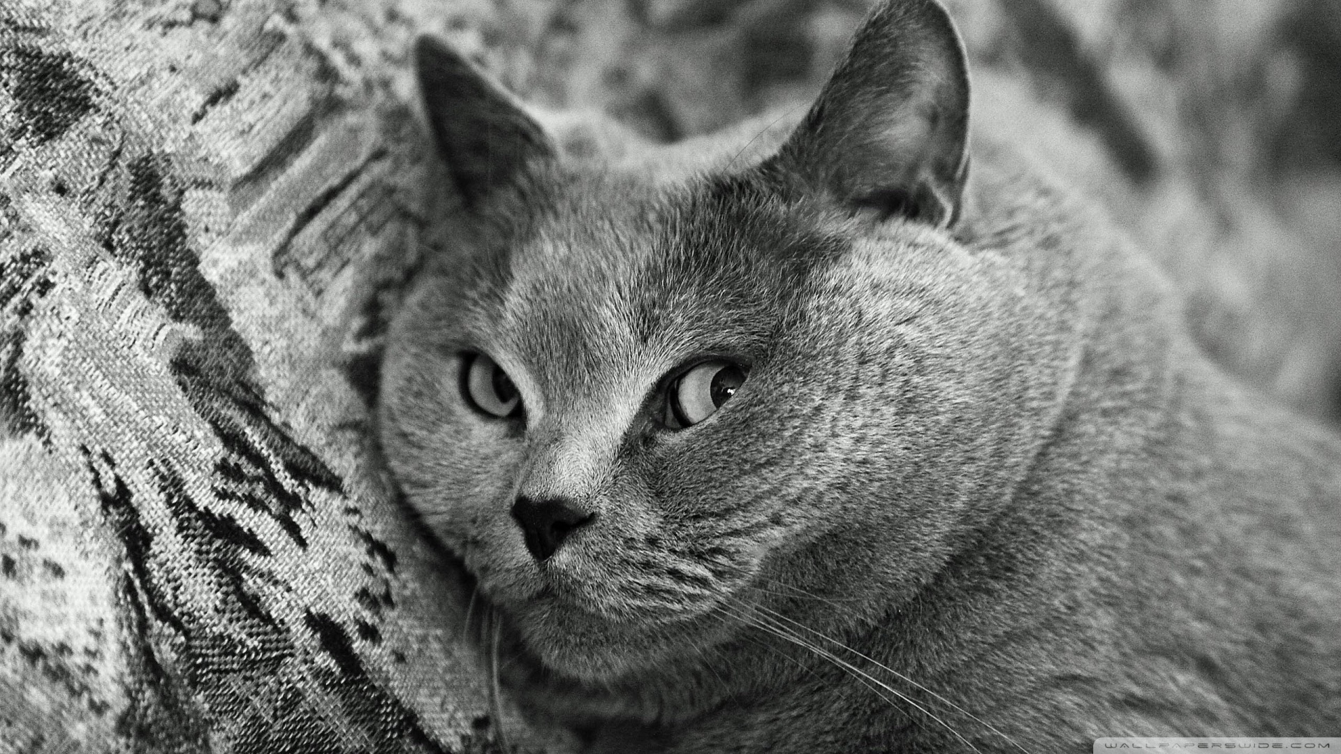 kedi temali wallpaper 10
