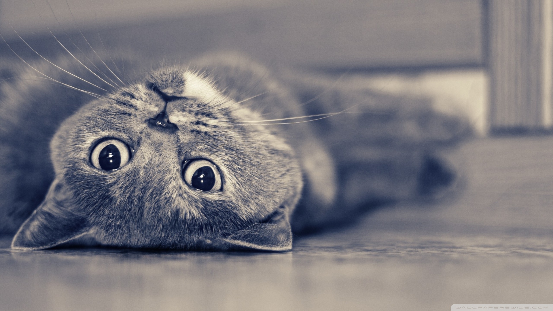 kedi temali wallpaper 11