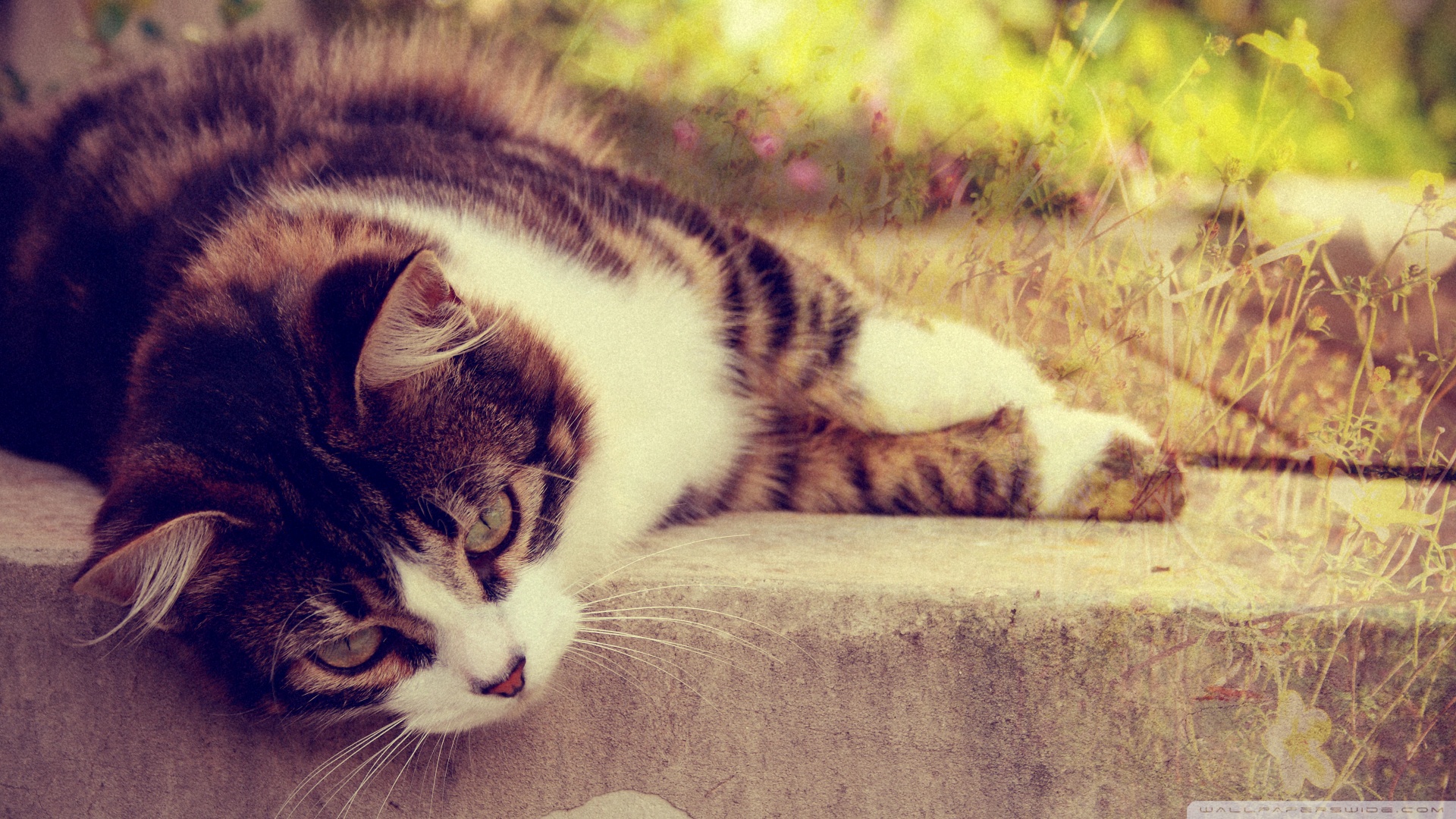 kedi temali wallpaper 12