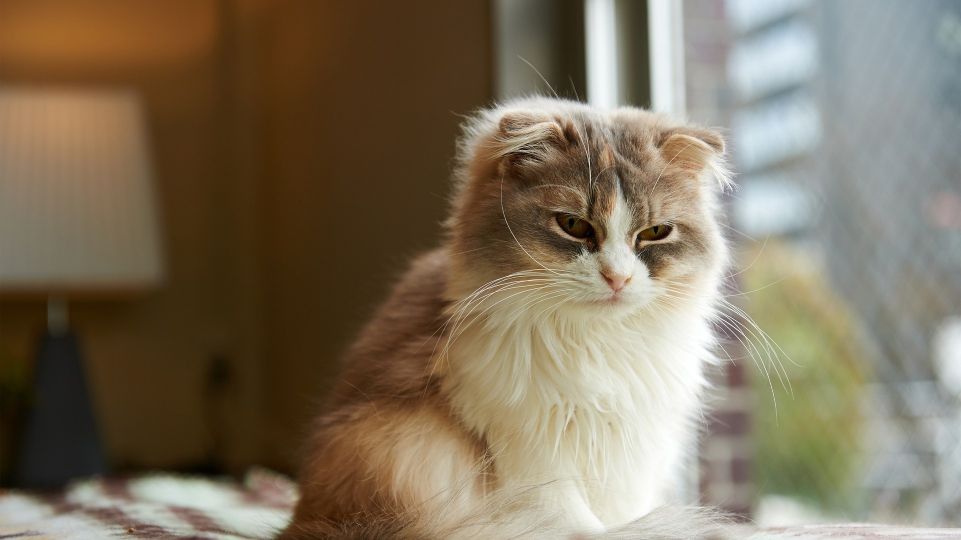 kedi temali wallpaper 13