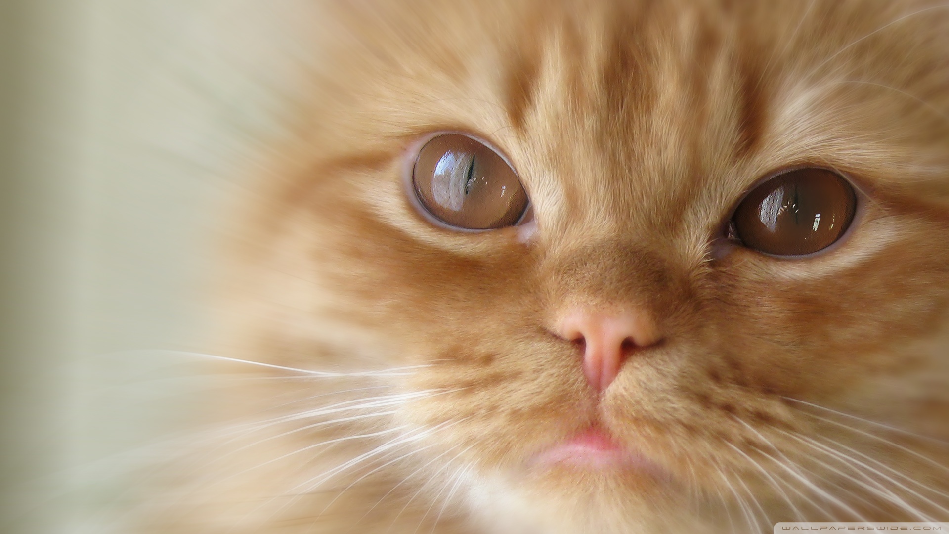 kedi temali wallpaper 14