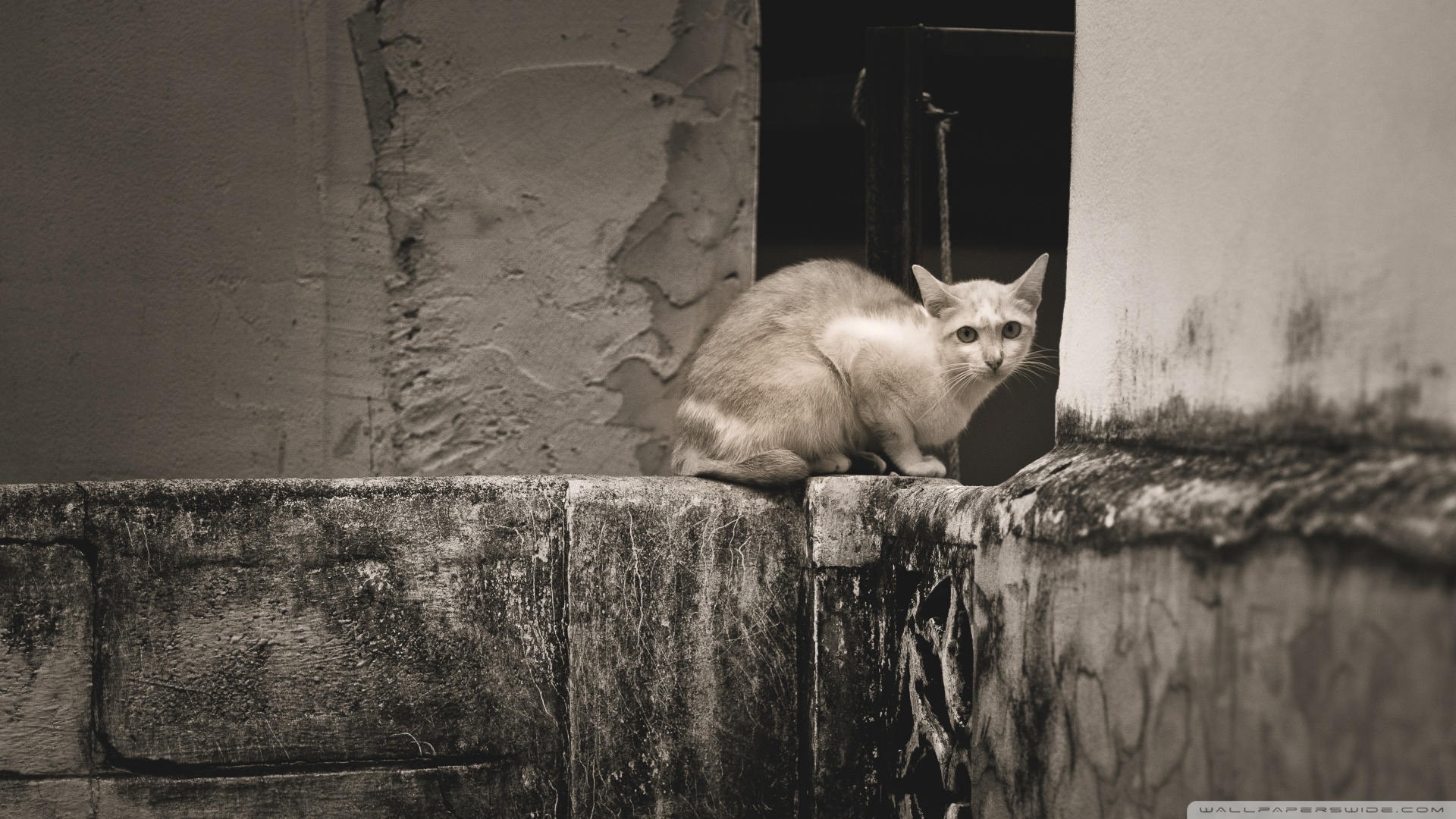 kedi temali wallpaper 15