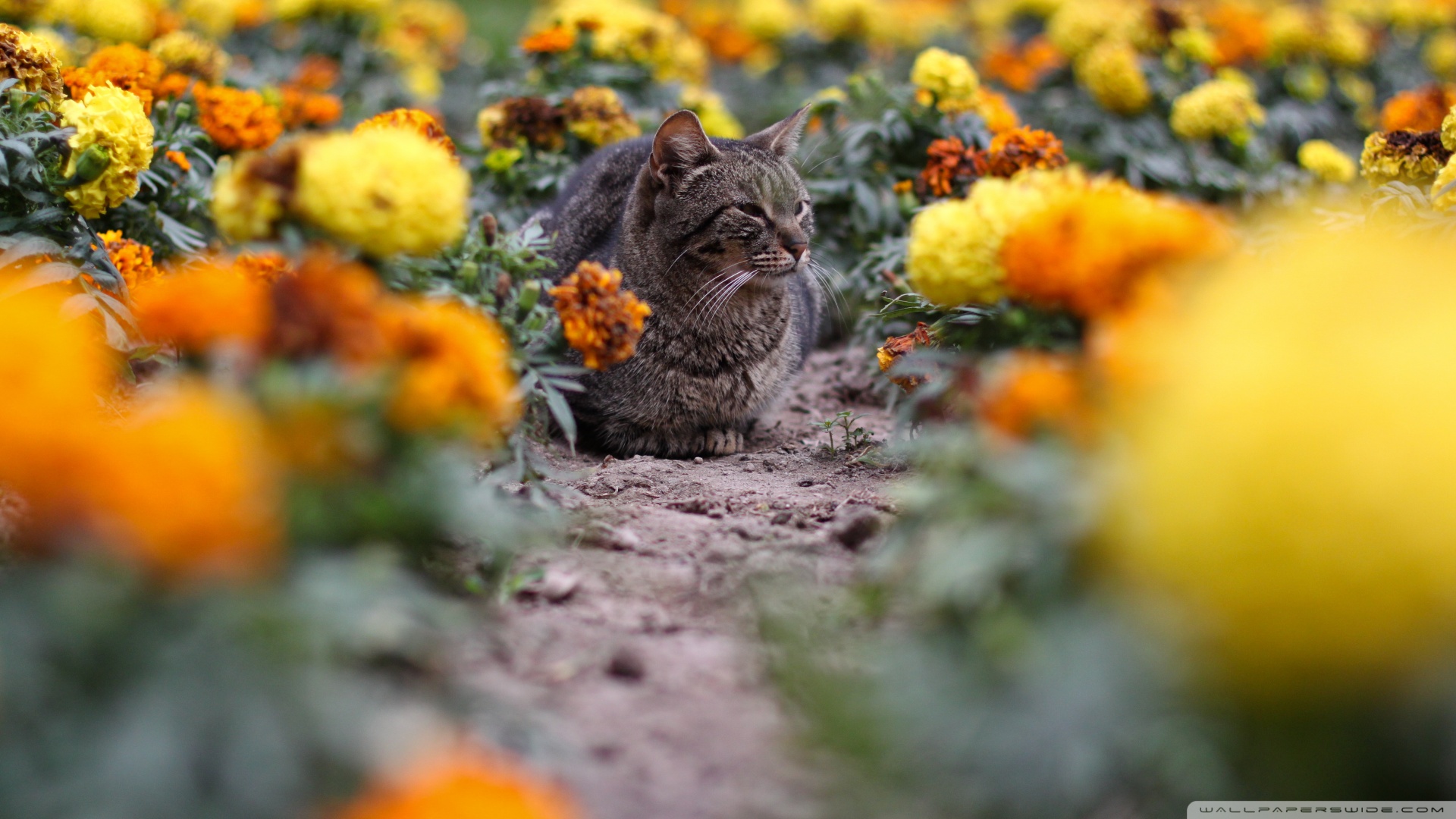 kedi temali wallpaper 16