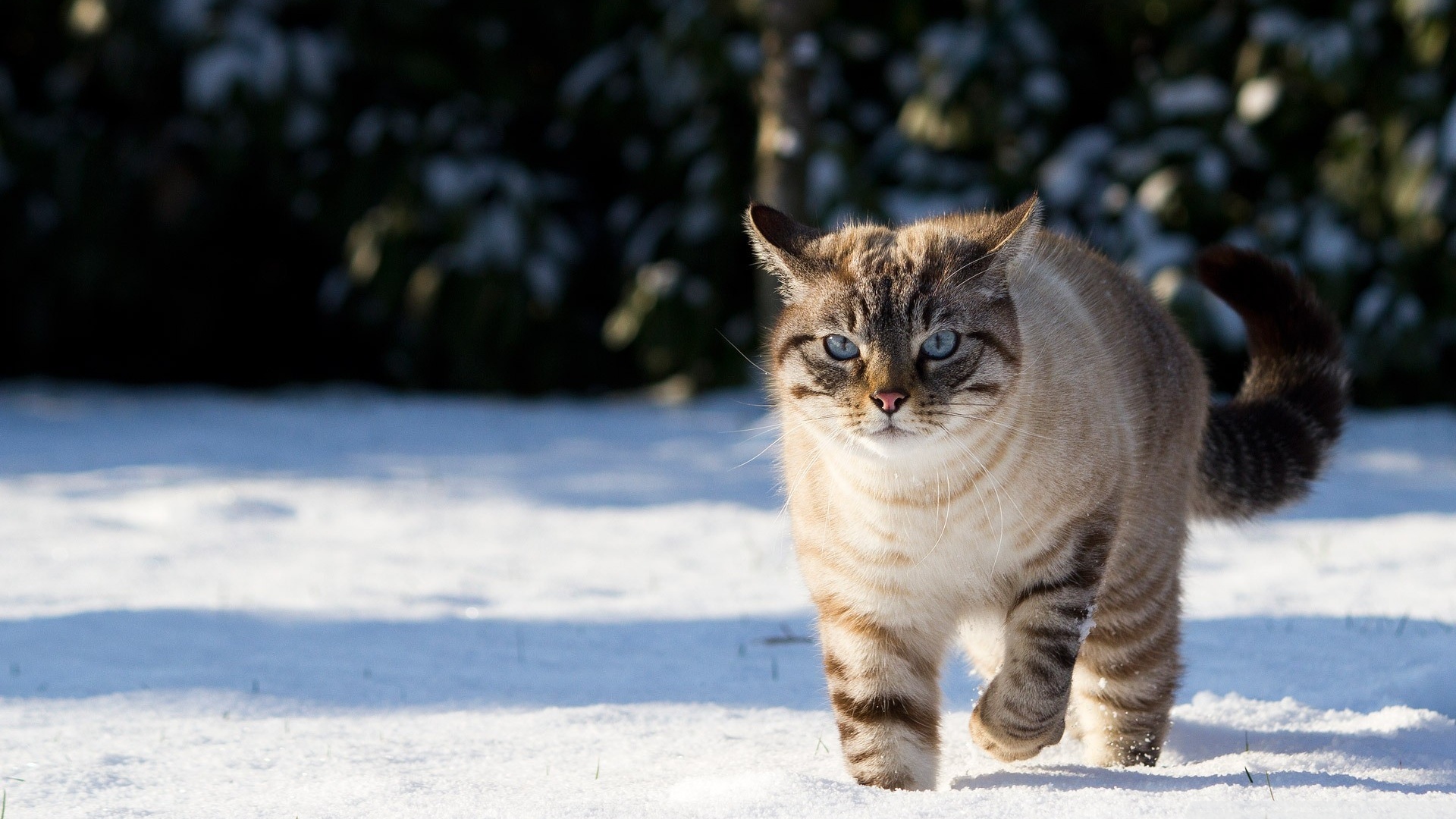 kedi temali wallpaper 17