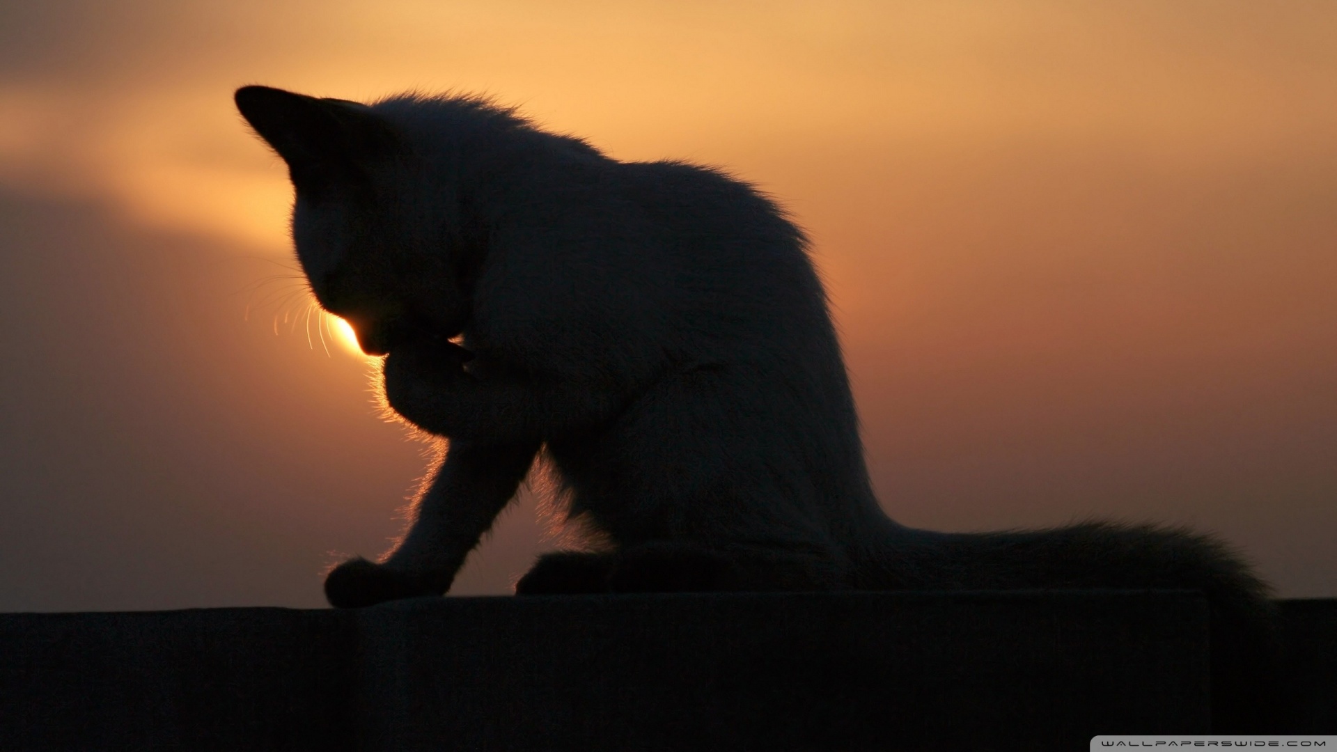 kedi temali wallpaper 18