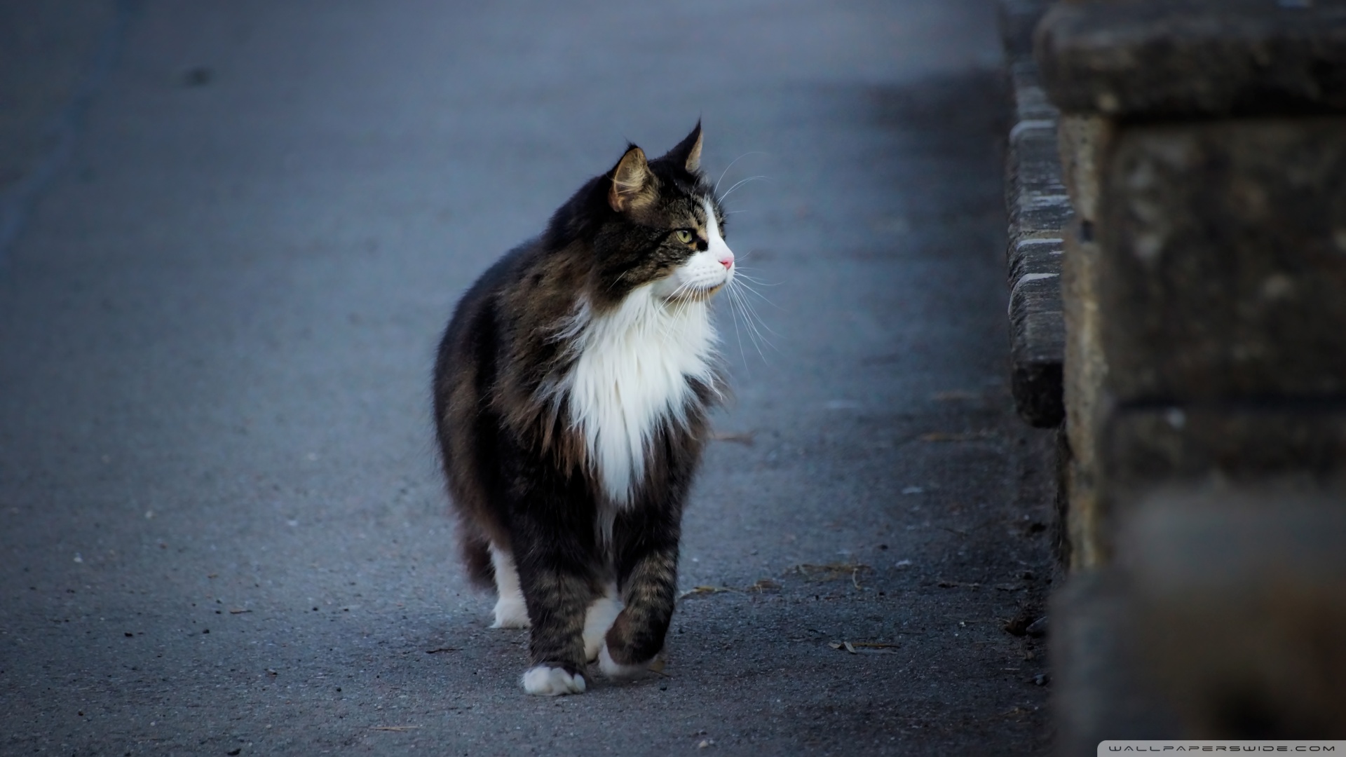 kedi temali wallpaper 19