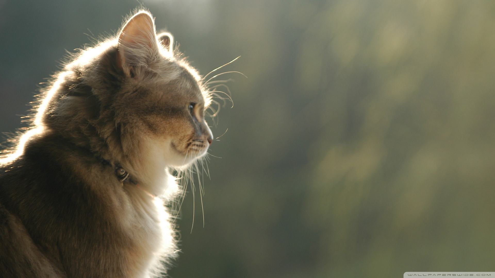 kedi temali wallpaper 20