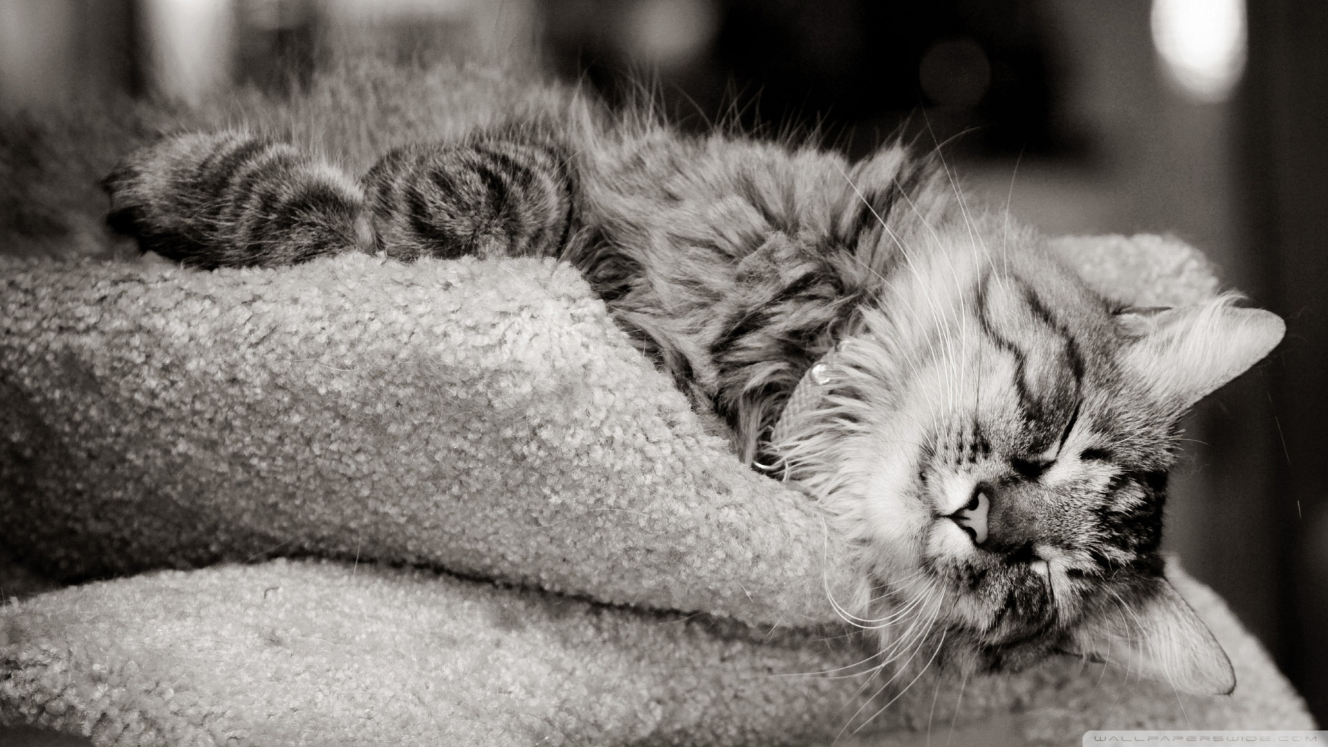 kedi temali wallpaper 21
