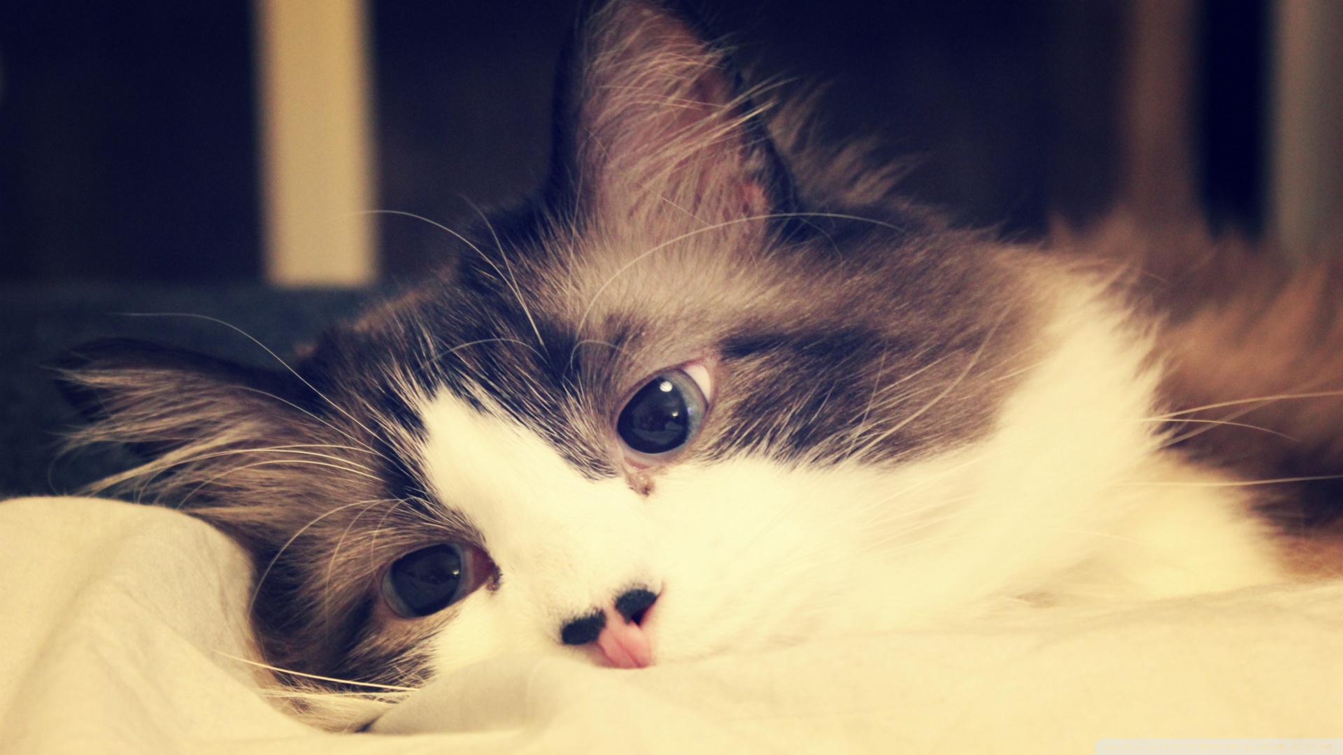 kedi temali wallpaper 22