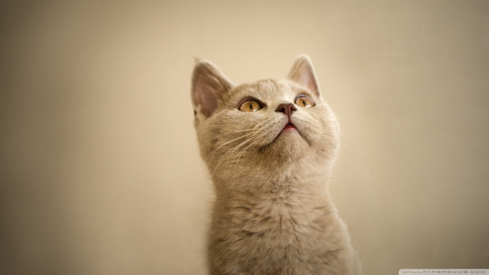 kedi temali wallpaper 23