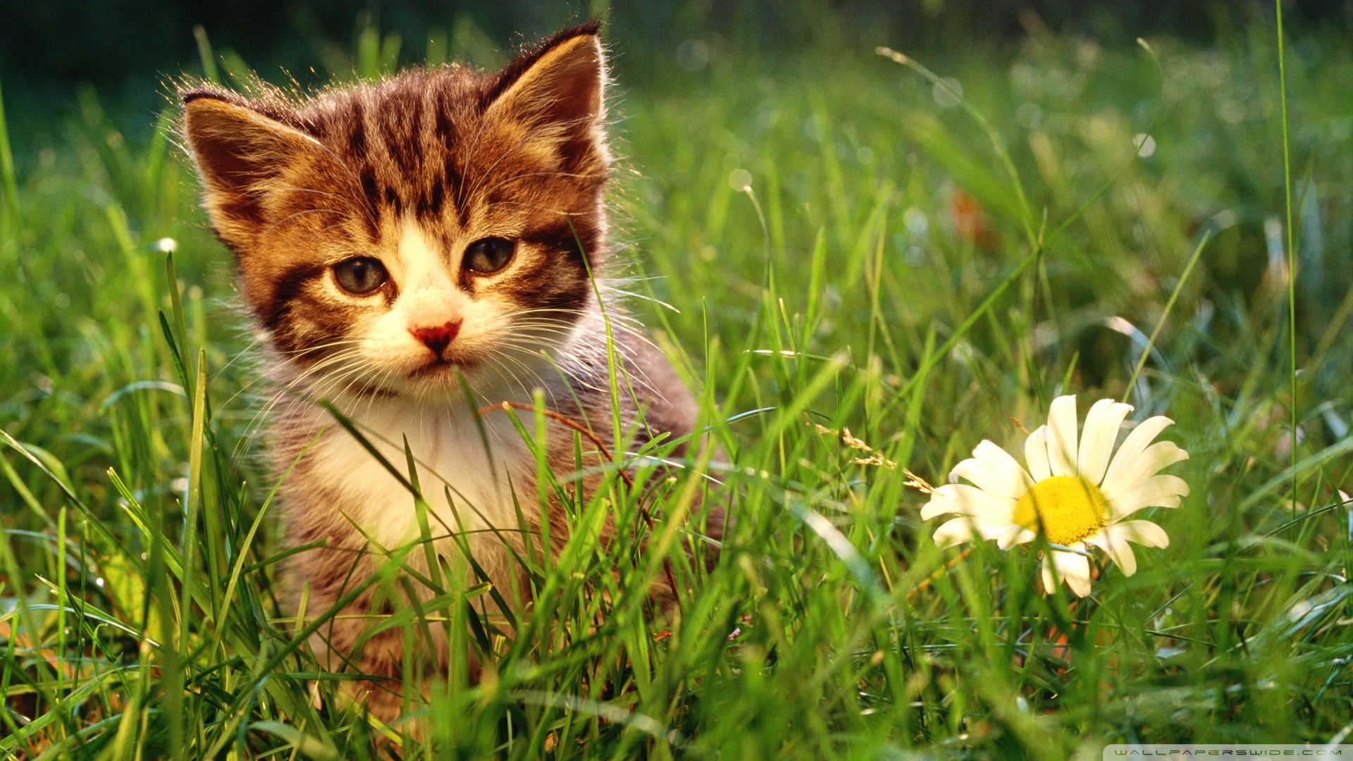 kedi temali wallpaper 24