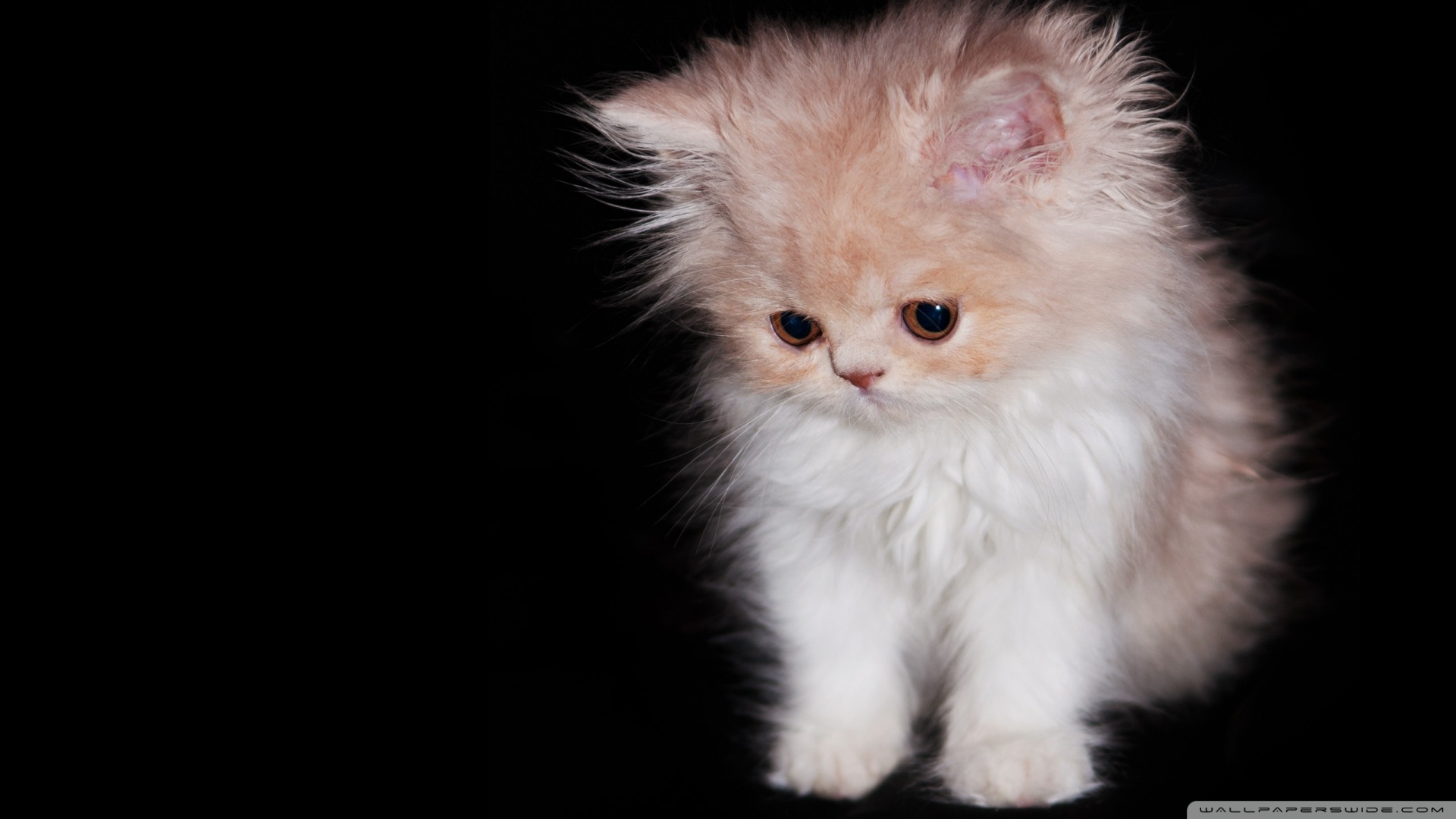 kedi temali wallpaper 25
