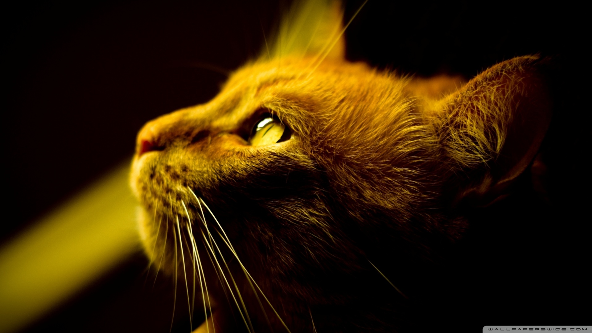 kedi temali wallpaper 3