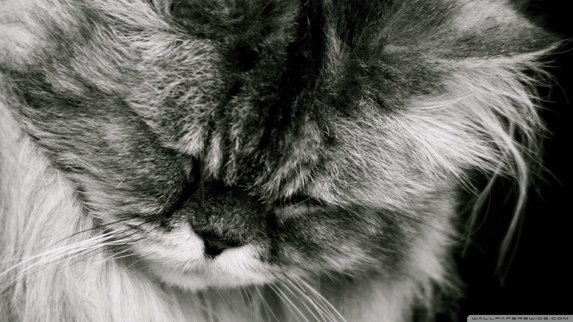 kedi temali wallpaper 4