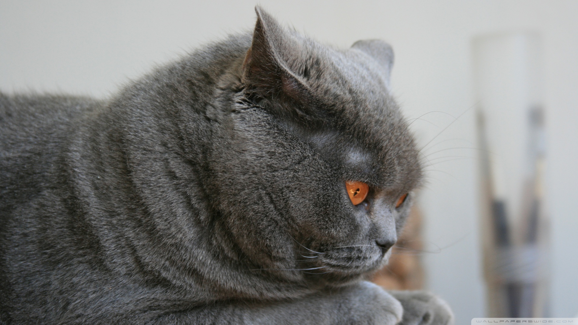 kedi temali wallpaper 5
