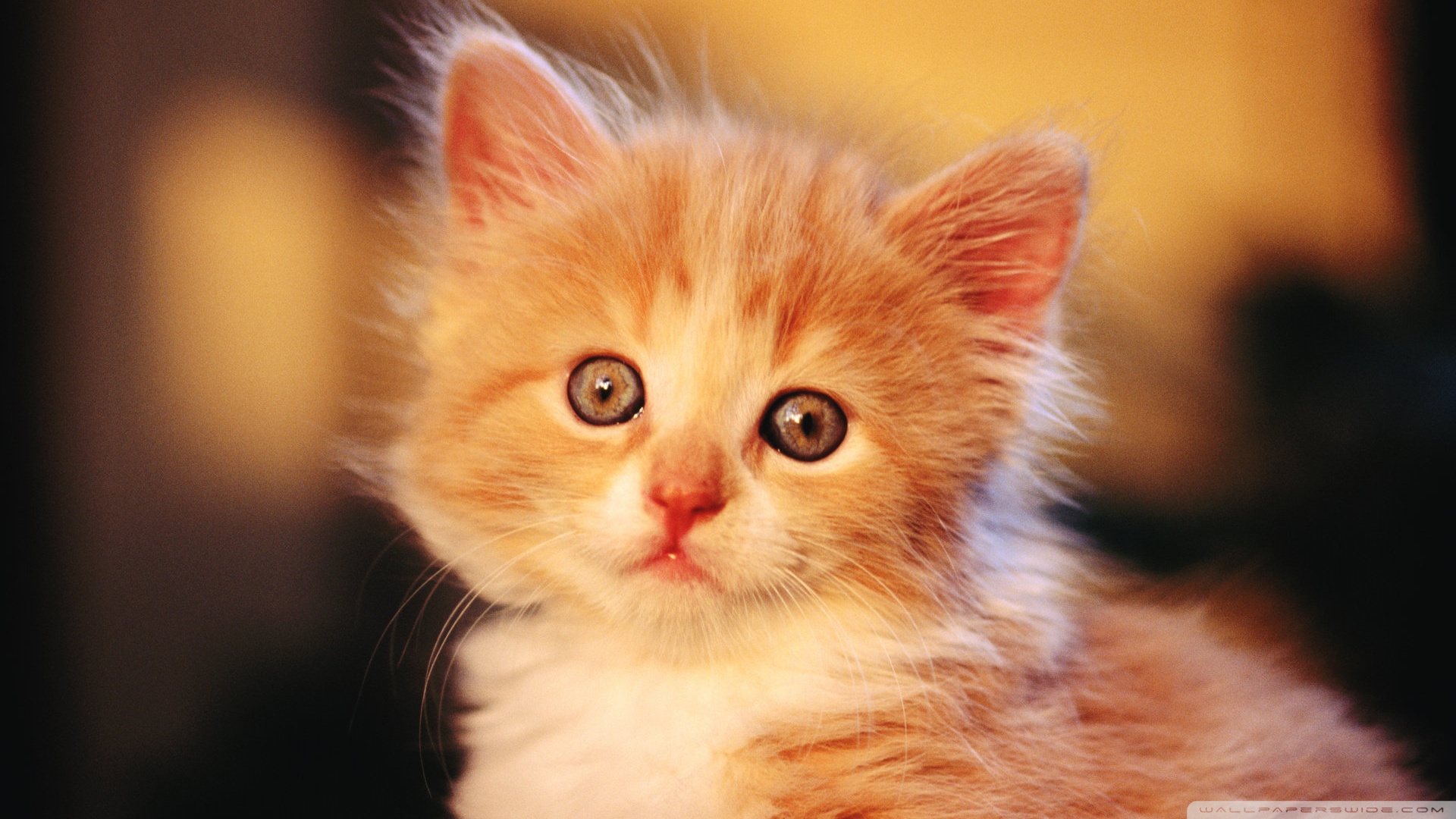 kedi temali wallpaper 6