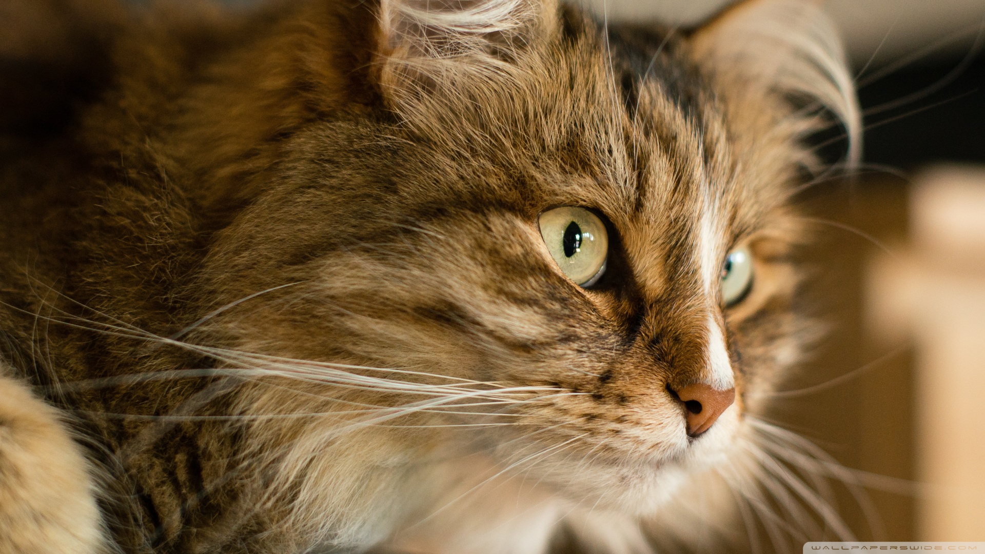 kedi temali wallpaper 7
