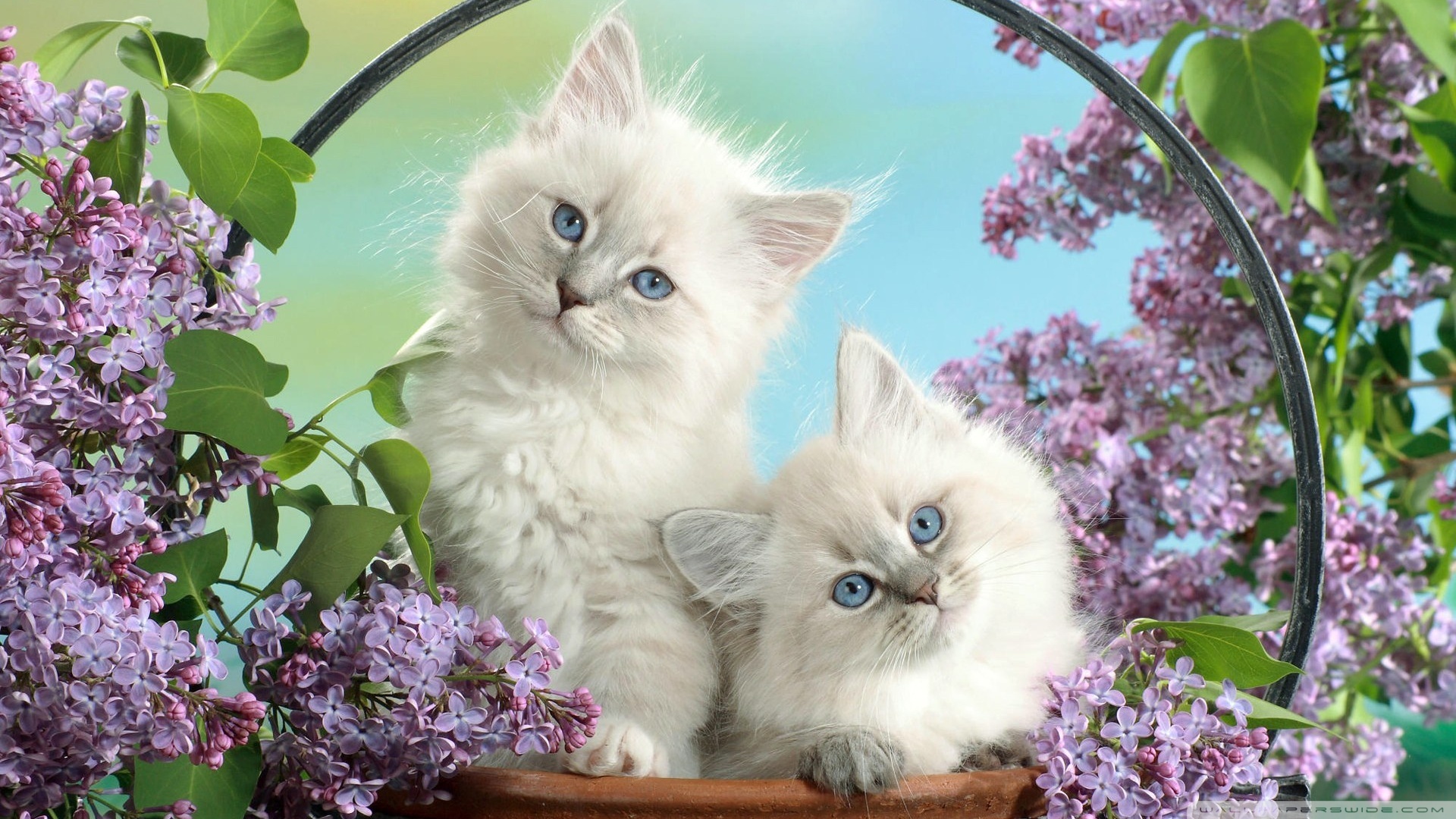 kedi temali wallpaper 8