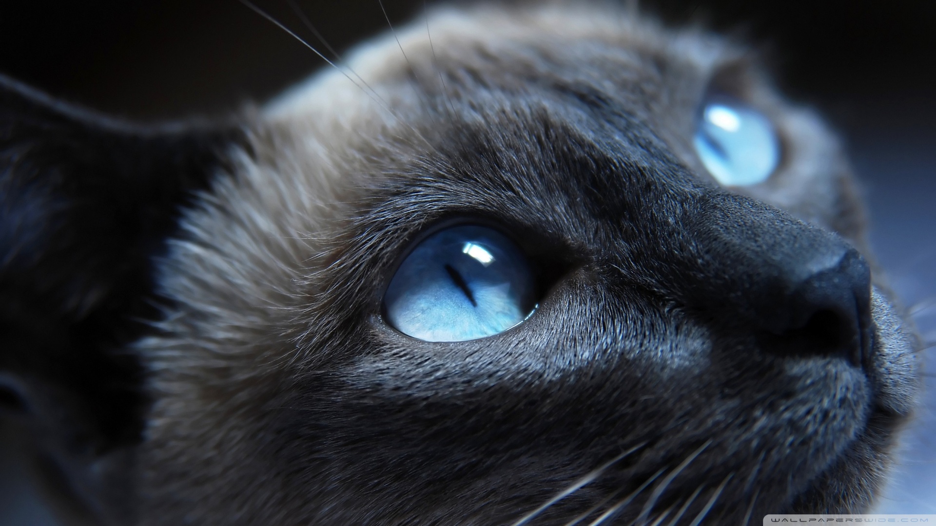 kedi temali wallpaper 9