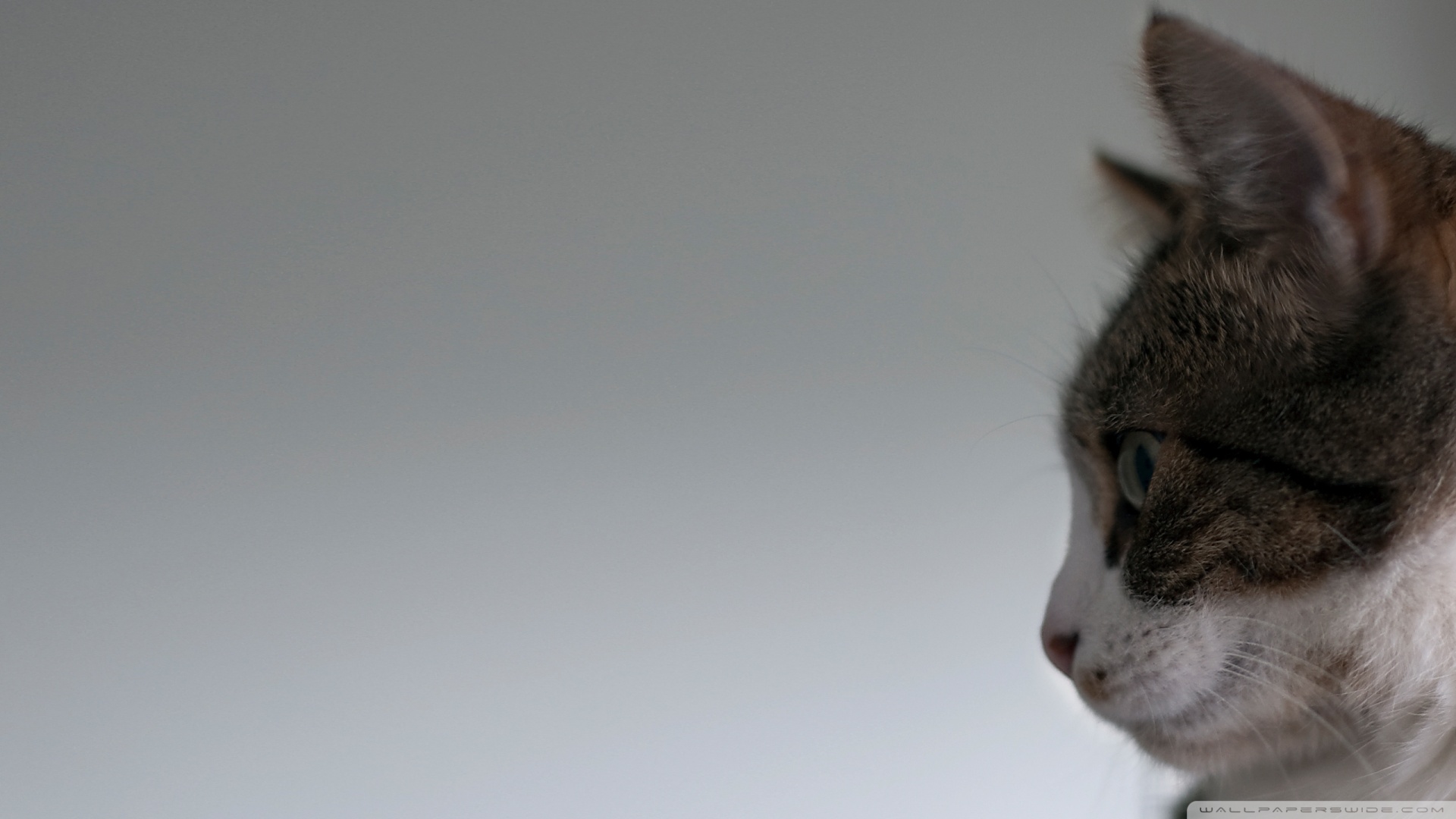 kedi temali duvar kagitlari 11