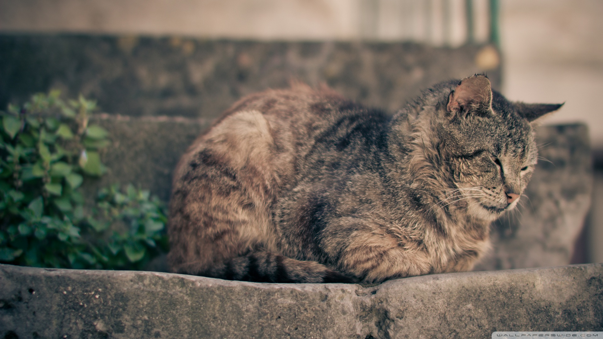 kedi temali duvar kagitlari 12