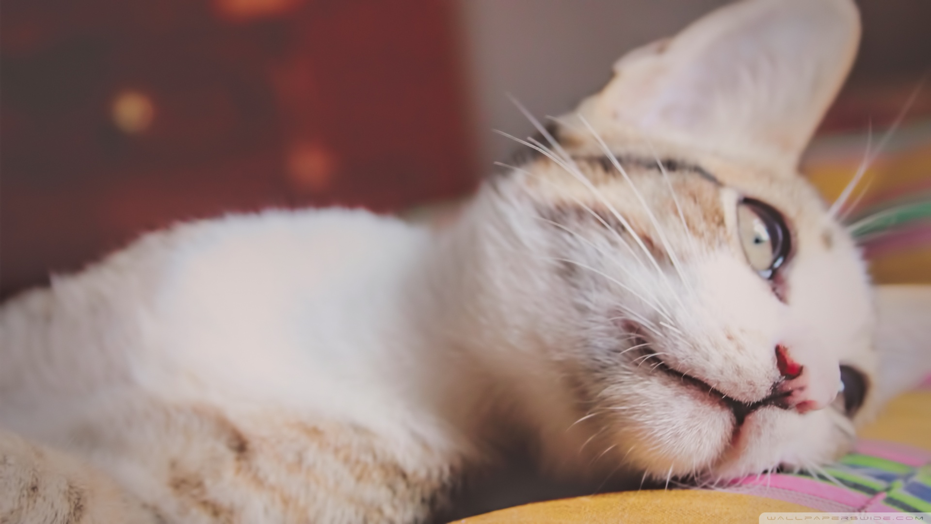 kedi temali duvar kagitlari 13