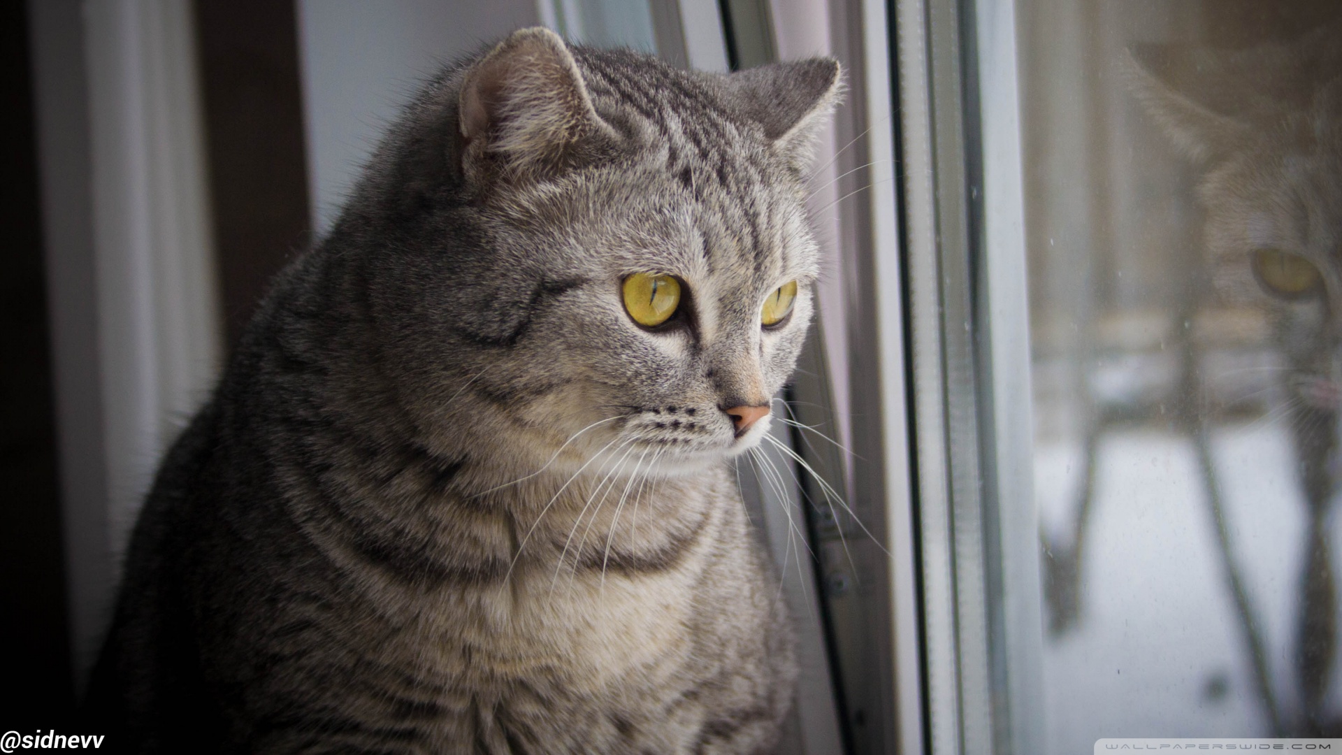 kedi temali duvar kagitlari 15