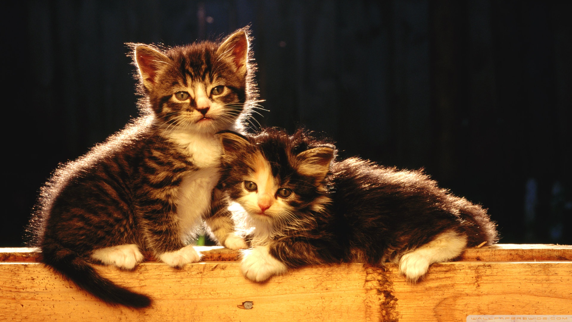 kedi temali duvar kagitlari 17