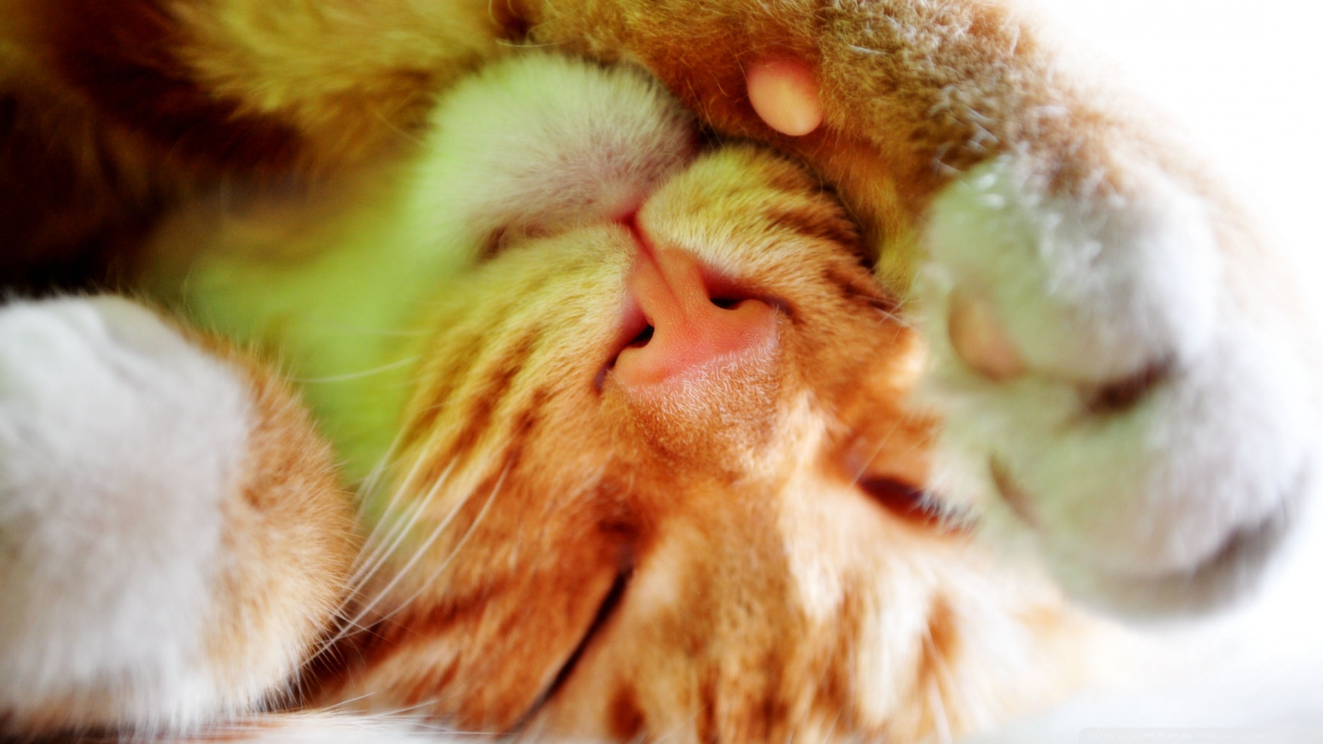 kedi temali duvar kagitlari 18