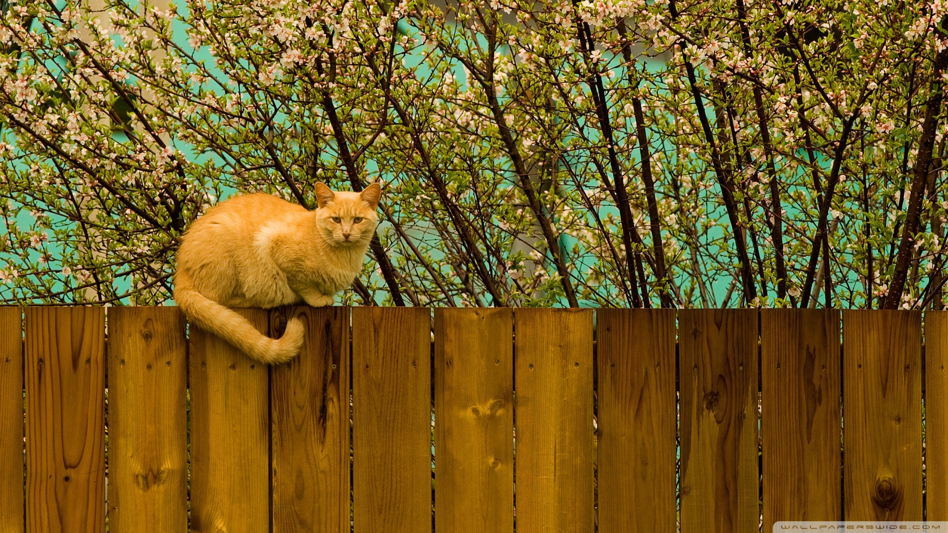 kedi temali duvar kagitlari 20