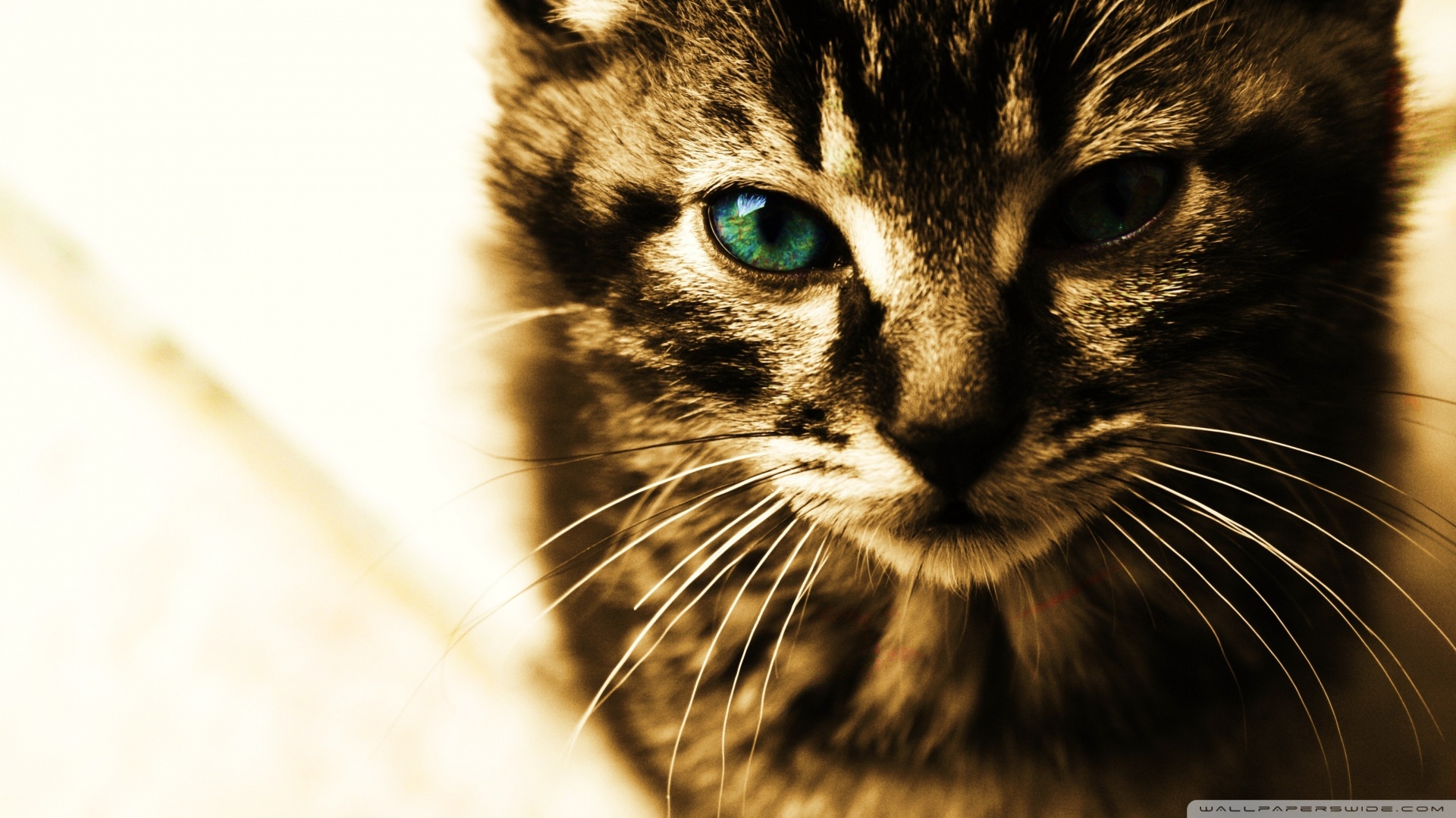 kedi temali duvar kagitlari 21