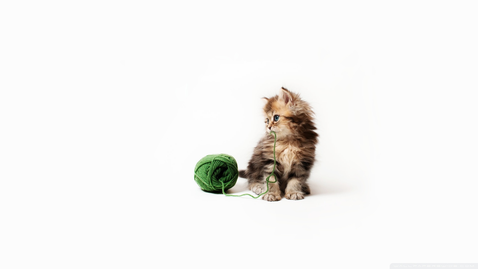 kedi temali duvar kagitlari 22