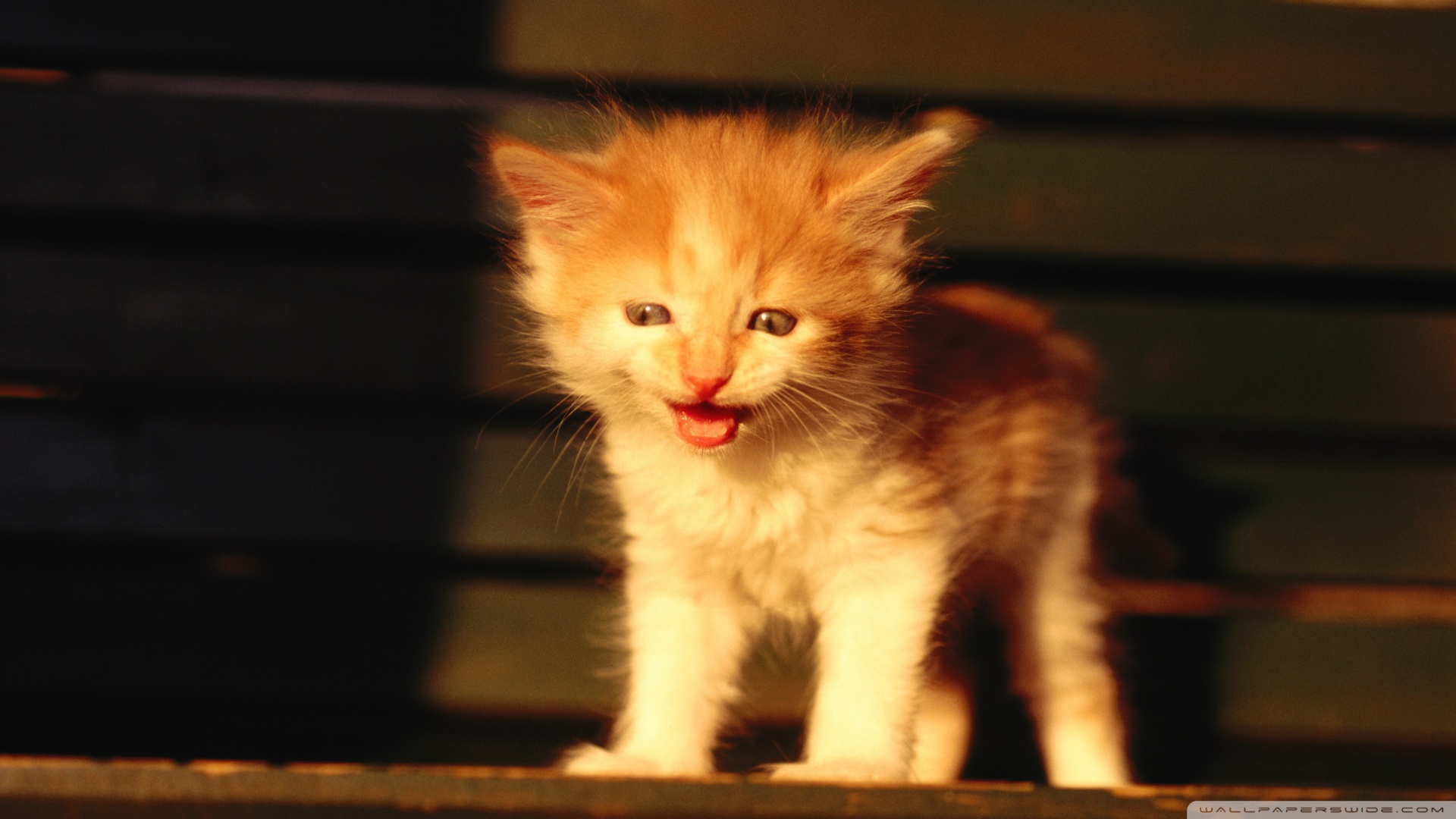 kedi temali duvar kagitlari 23