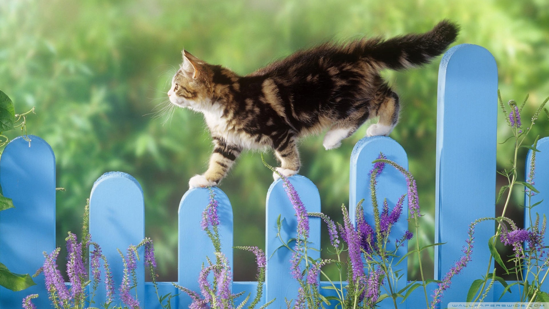 kedi temali duvar kagitlari 24