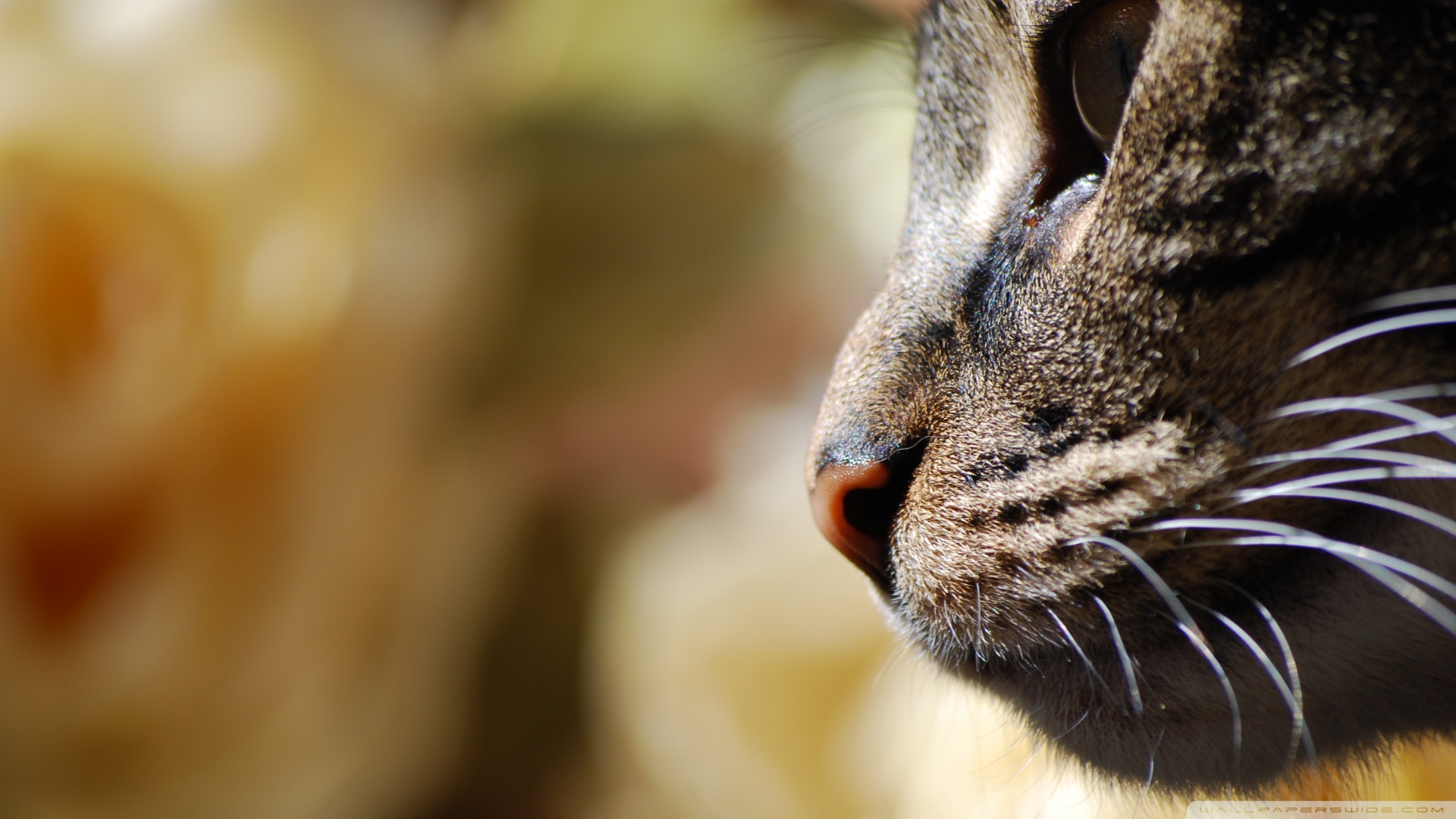 kedi temali duvar kagitlari 6