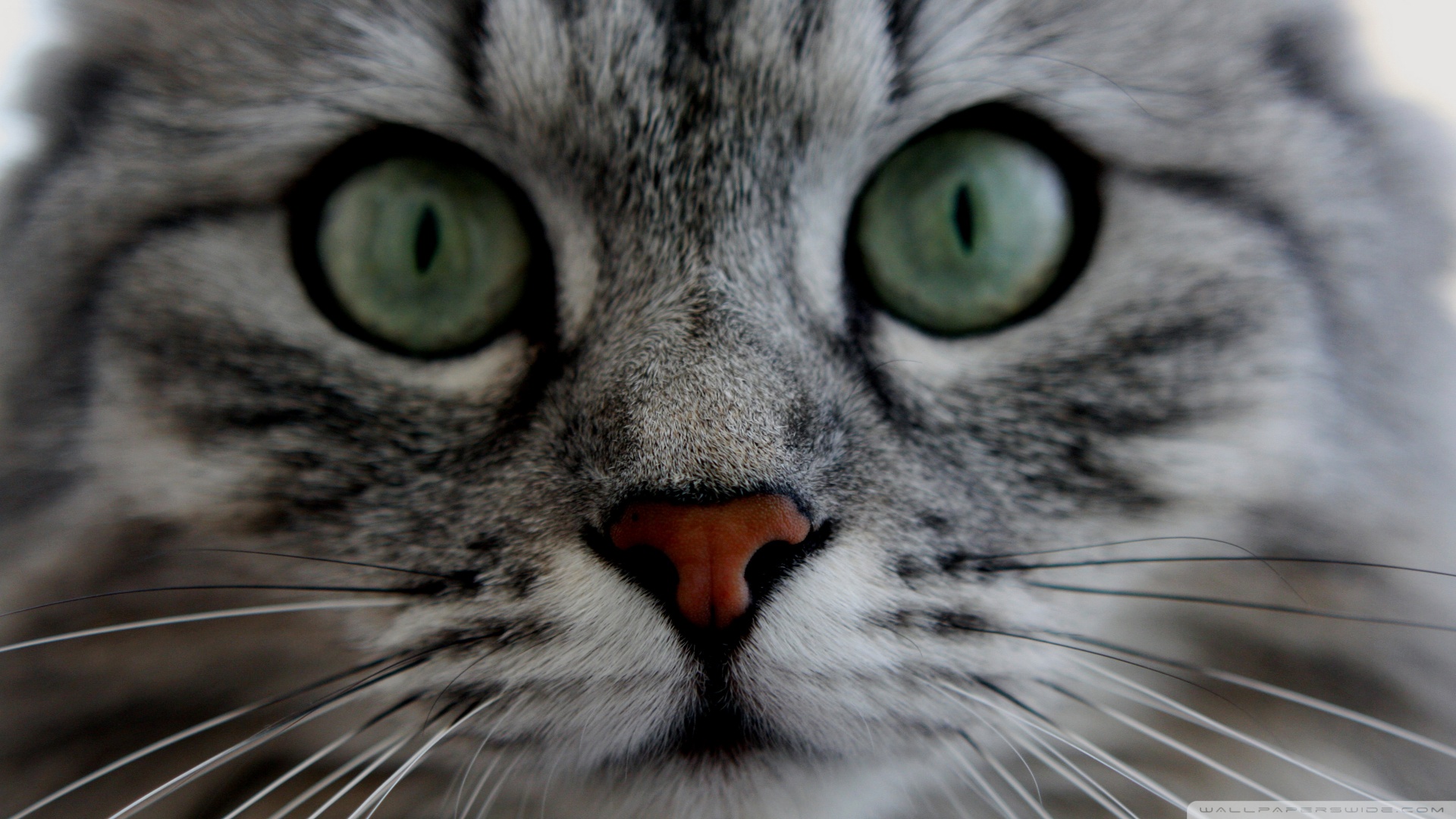 kedi temali duvar kagitlari 7
