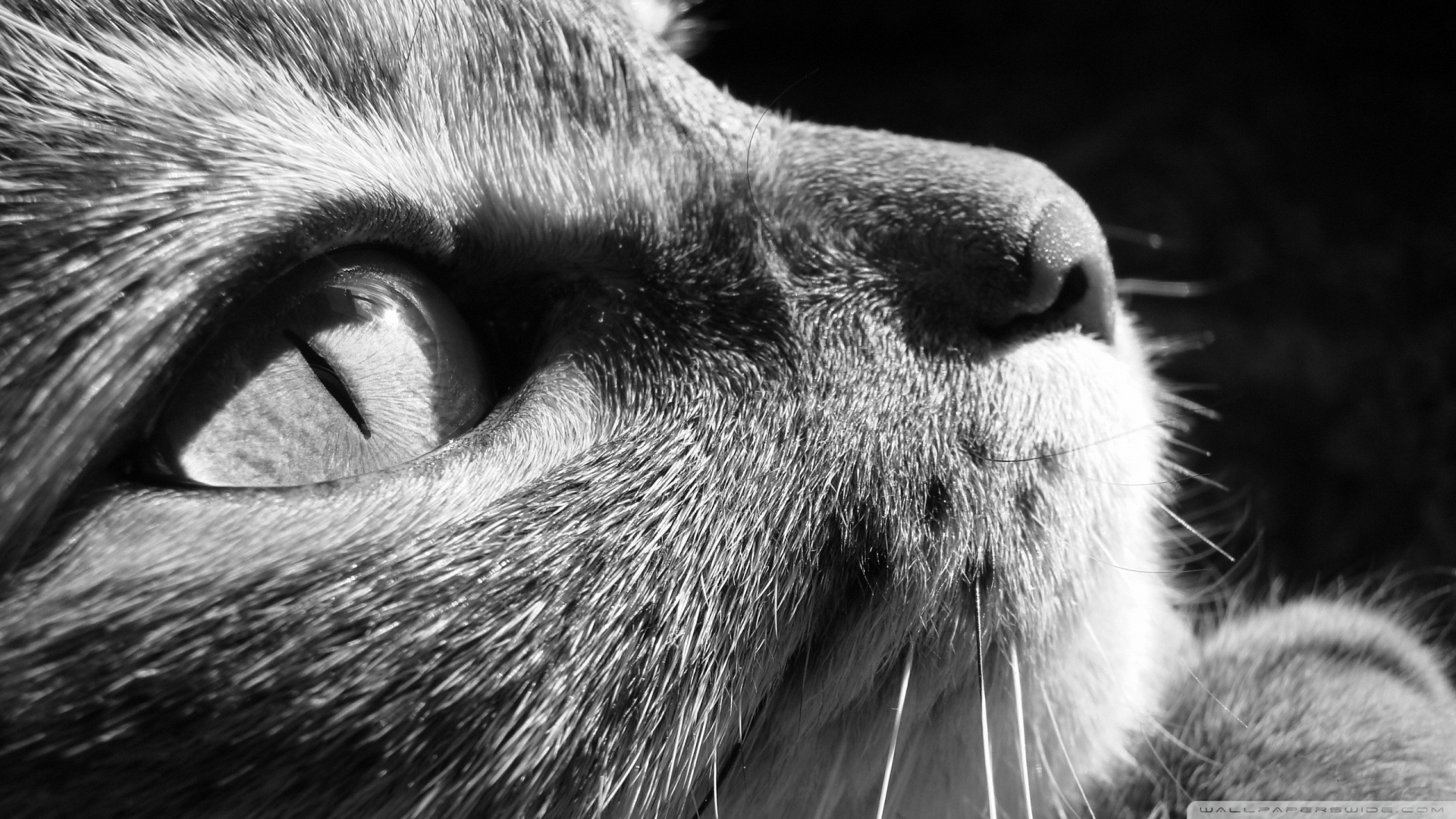 kedi temali duvar kagitlari 8