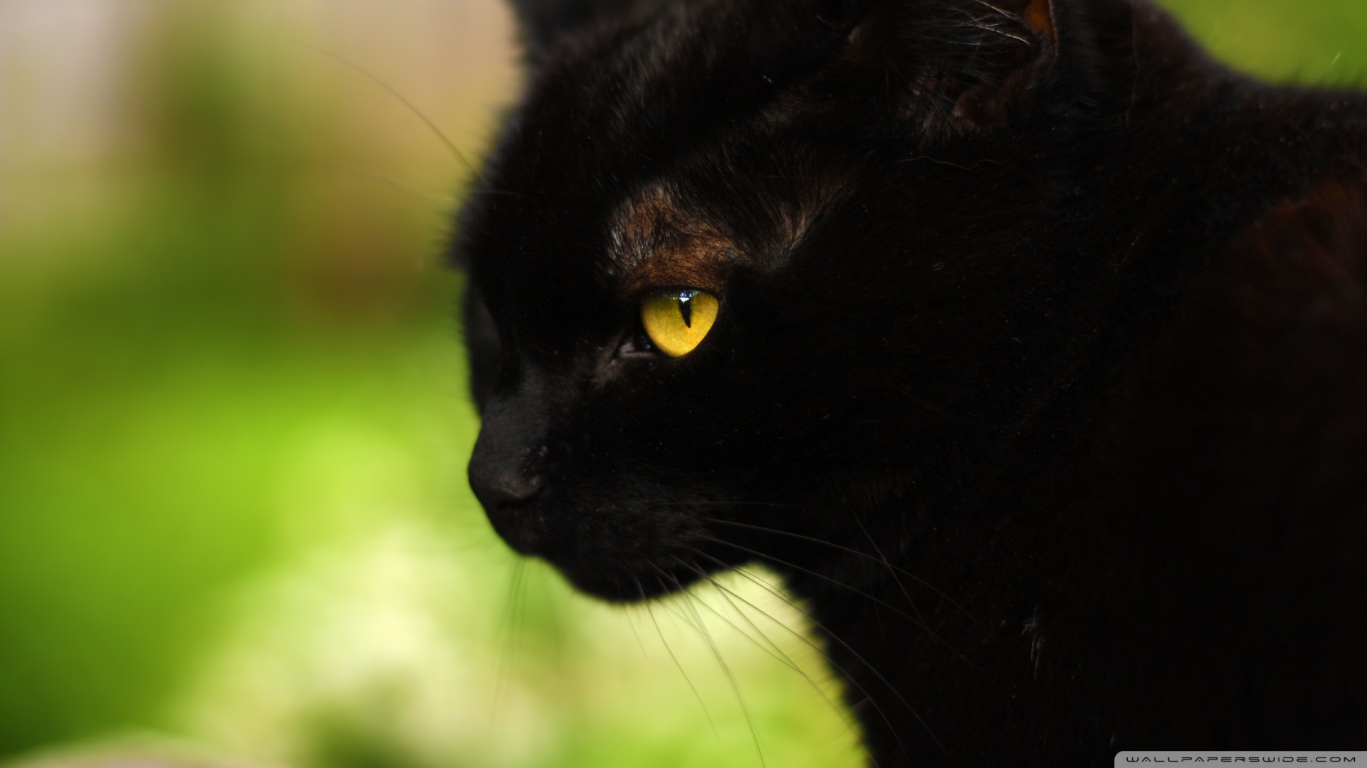 kedi temali wallpaper 1
