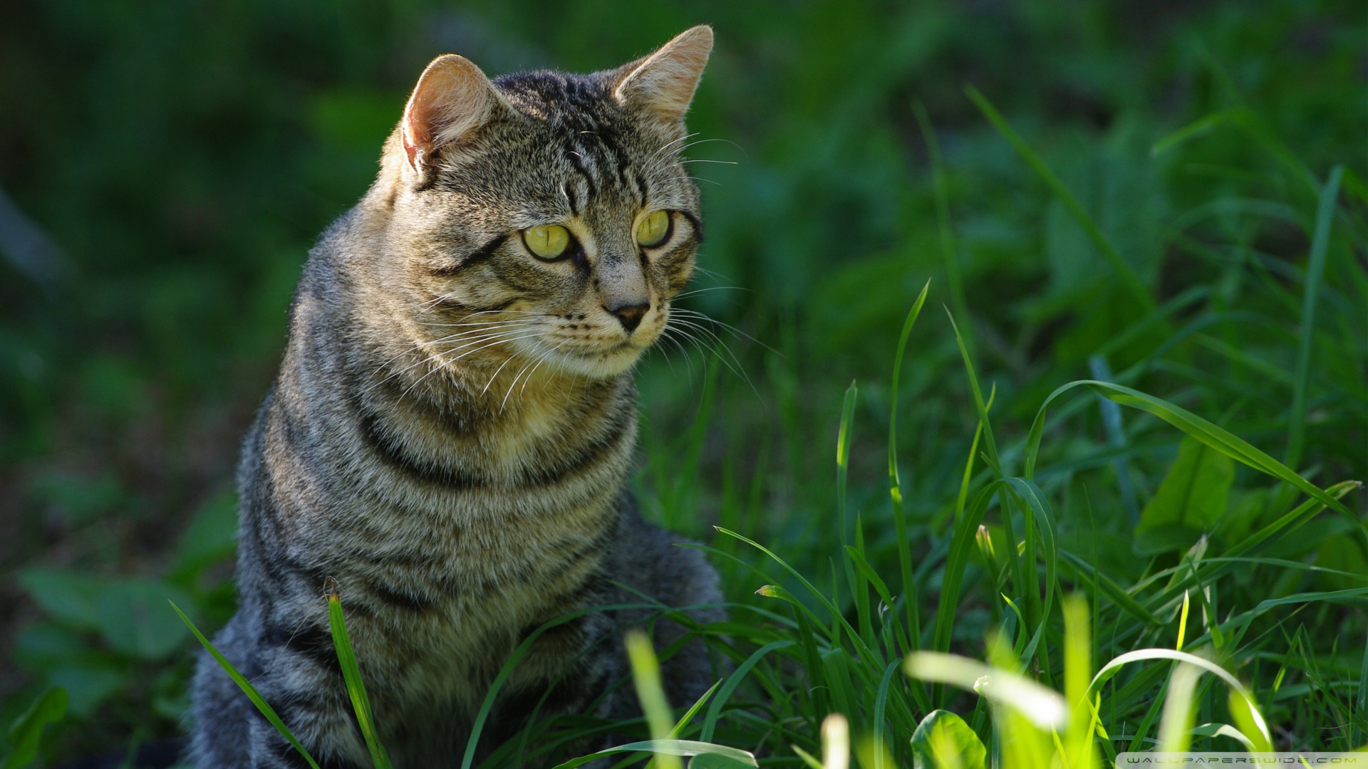 kedi temali wallpaper 10