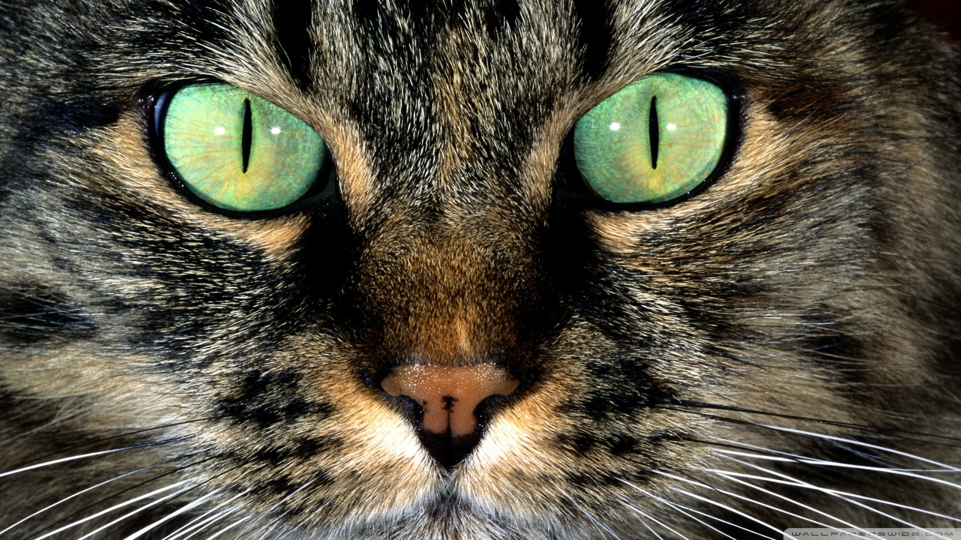 kedi temali wallpaper 11