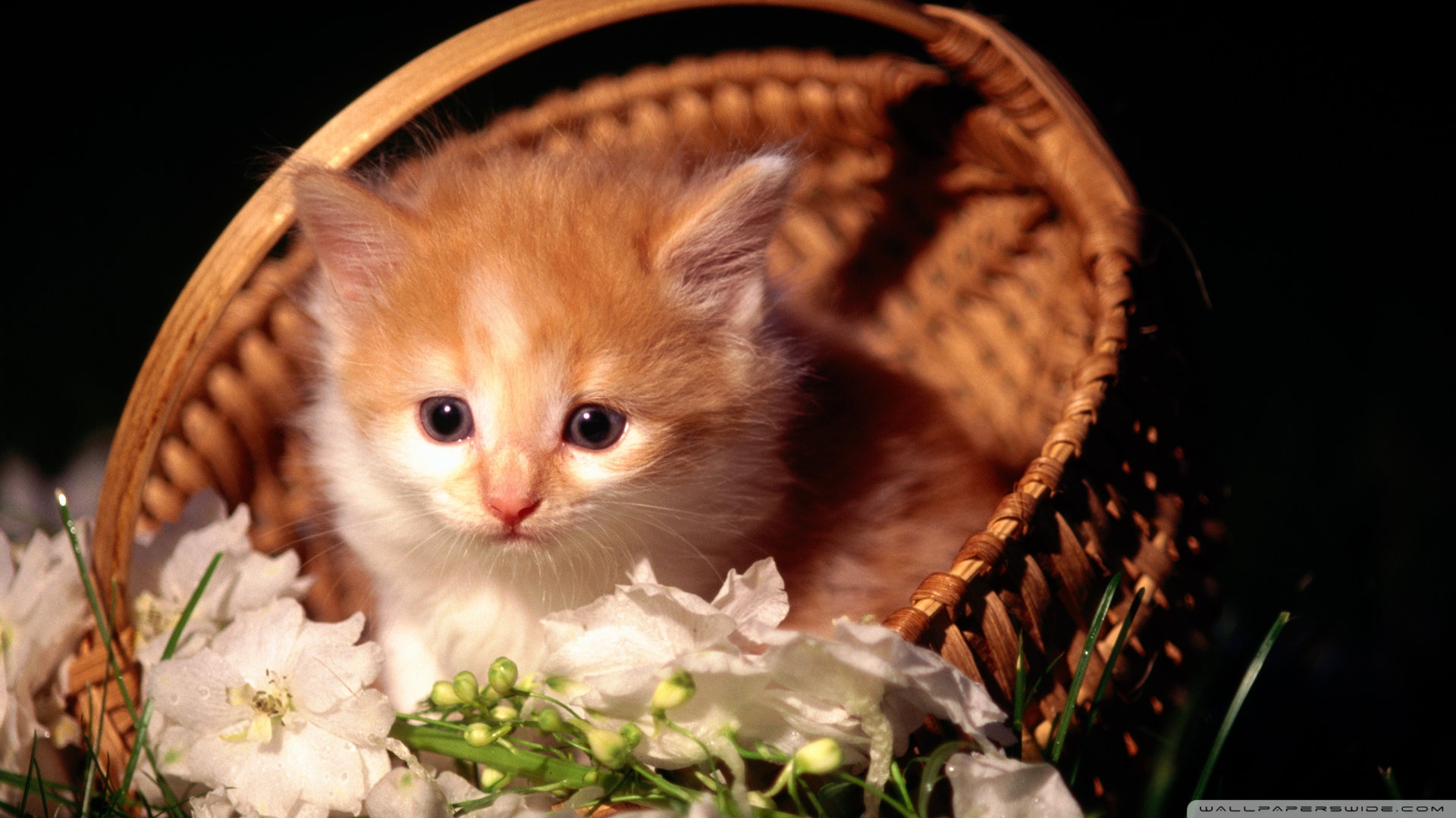 kedi temali wallpaper 12