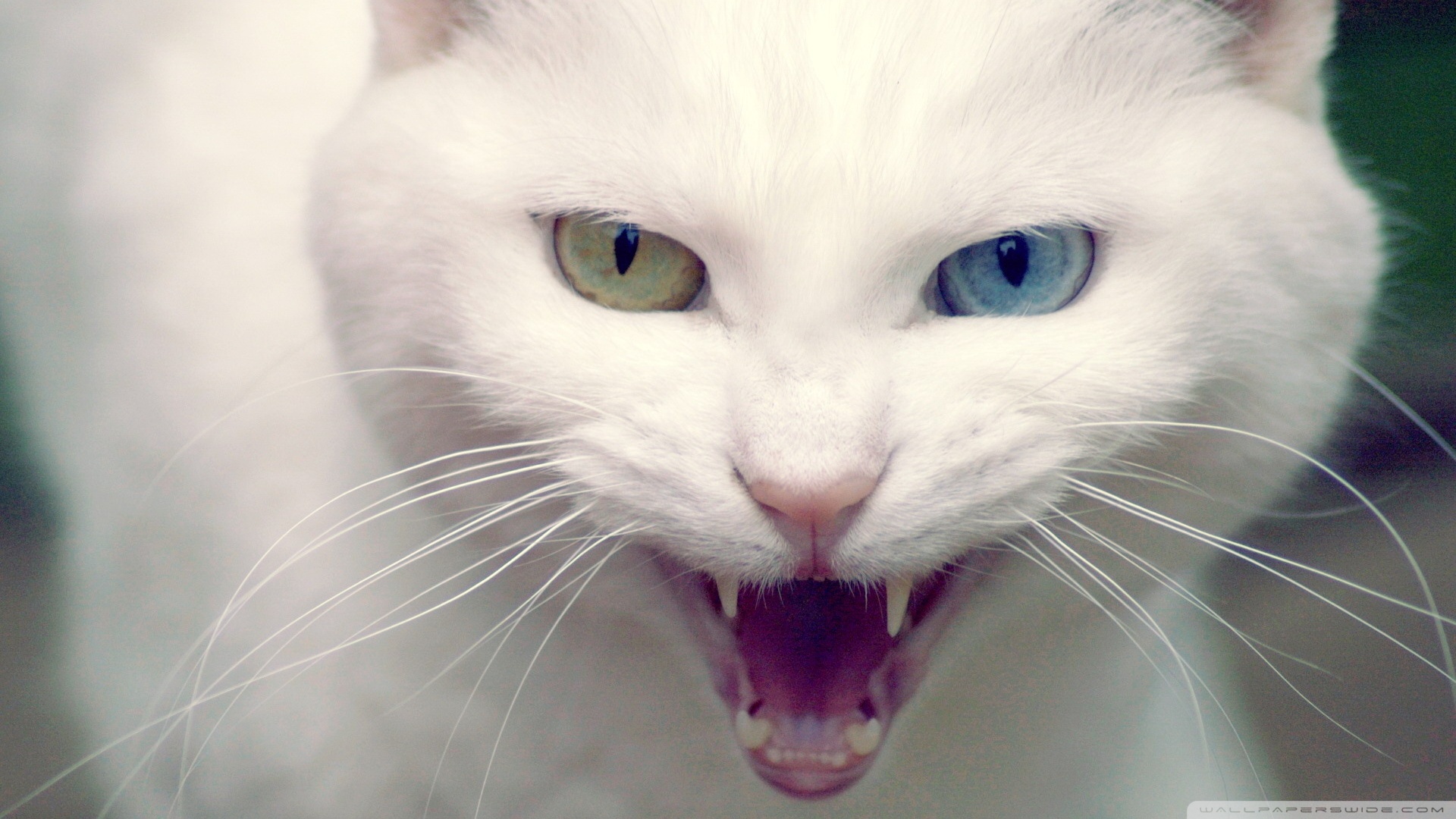 kedi temali wallpaper 13