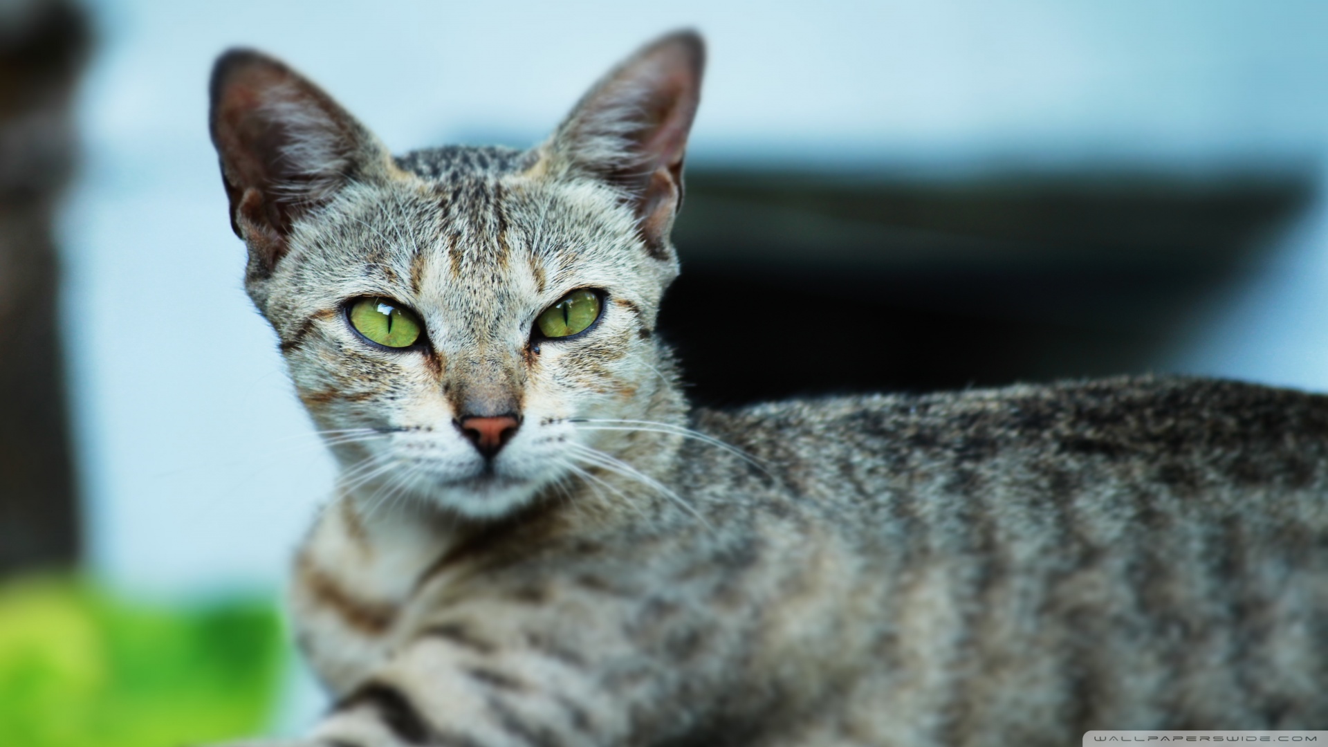 kedi temali wallpaper 14