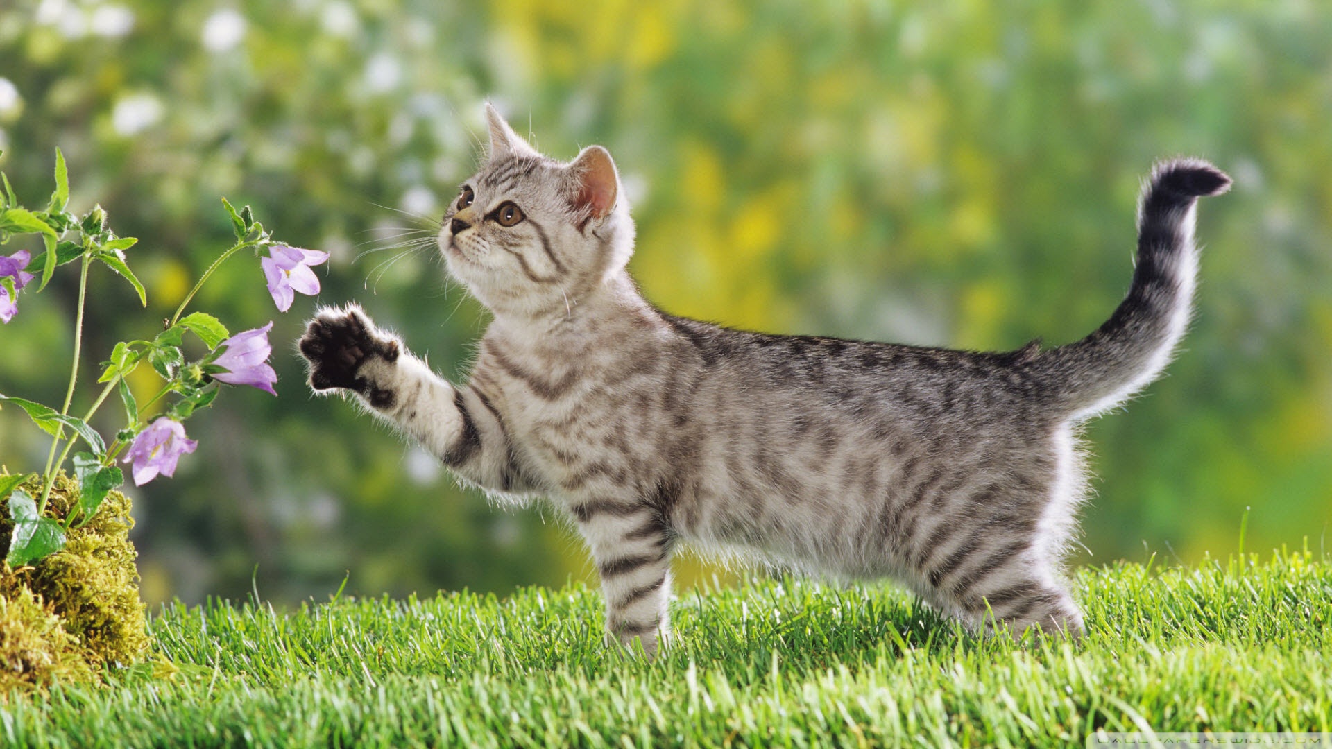kedi temali wallpaper 15