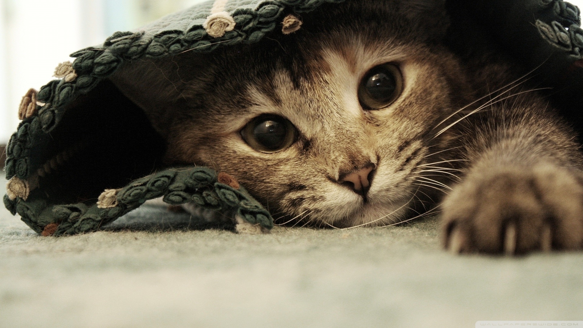kedi temali wallpaper 16